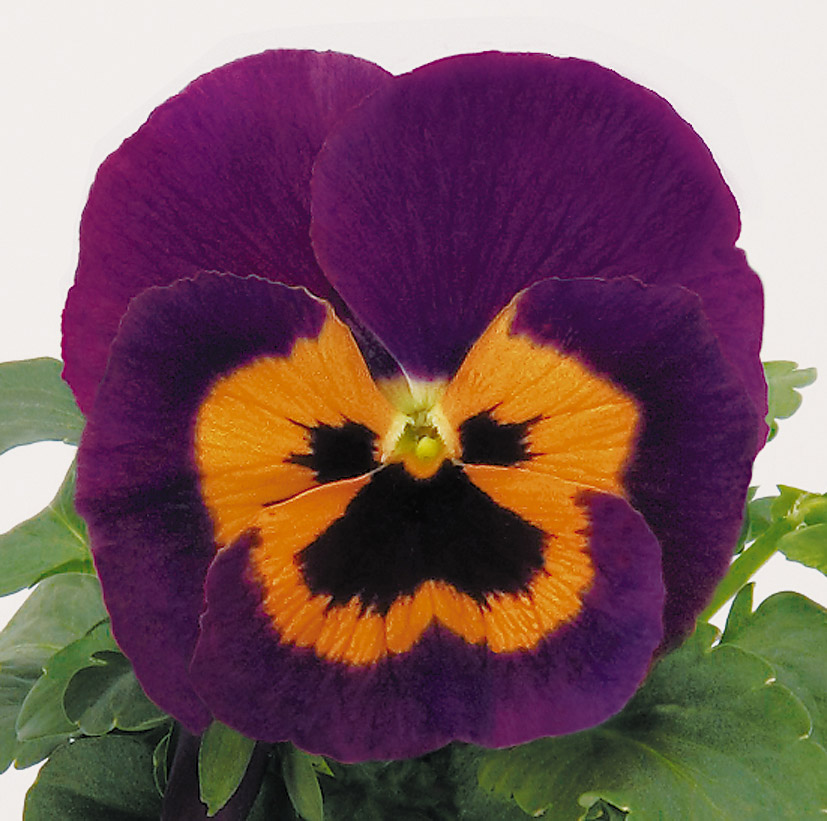 Viola wittrockiana F1 Inspire Plus Violett-Orange