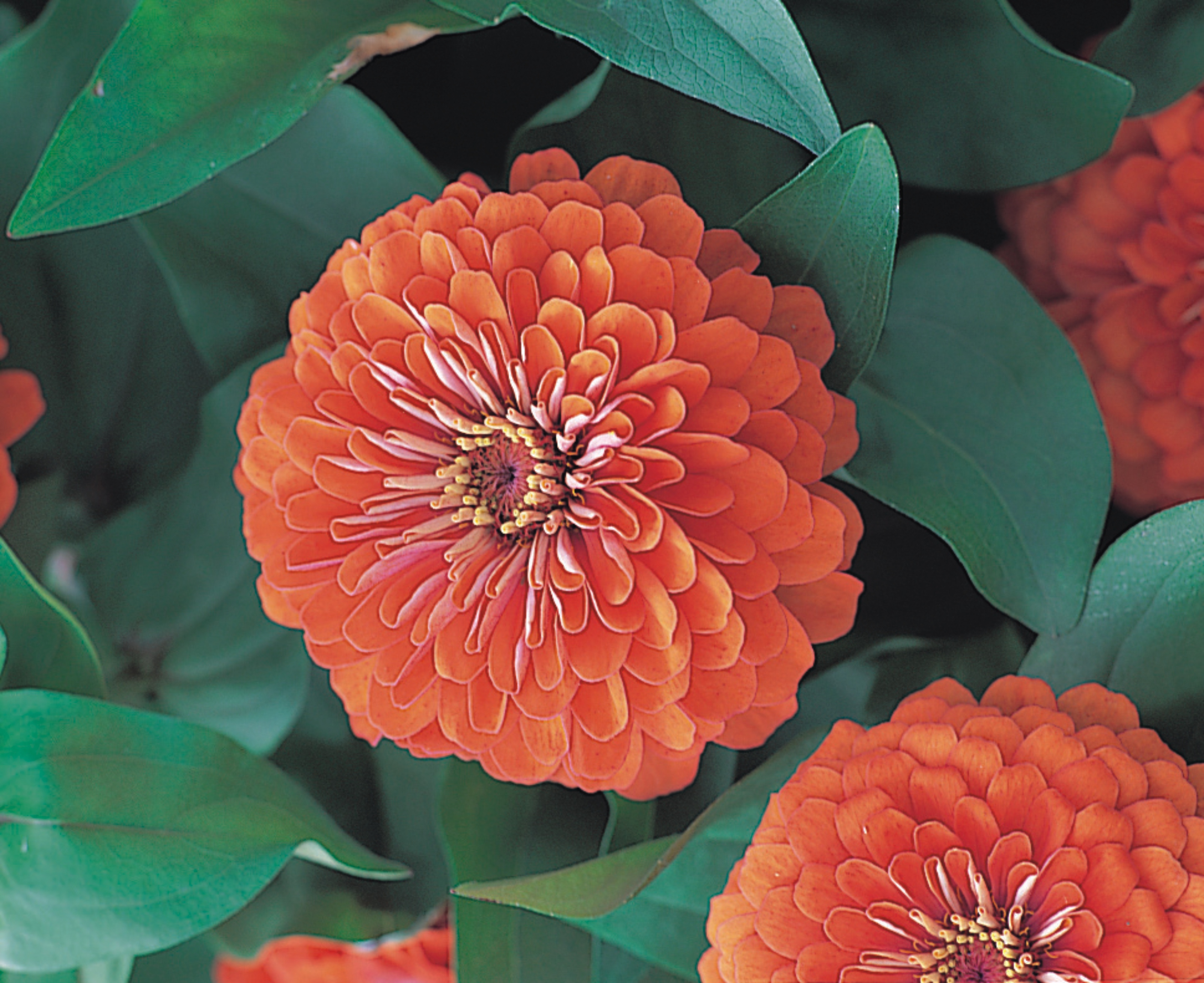 Zinnia elegans F1 Dreamland Coral