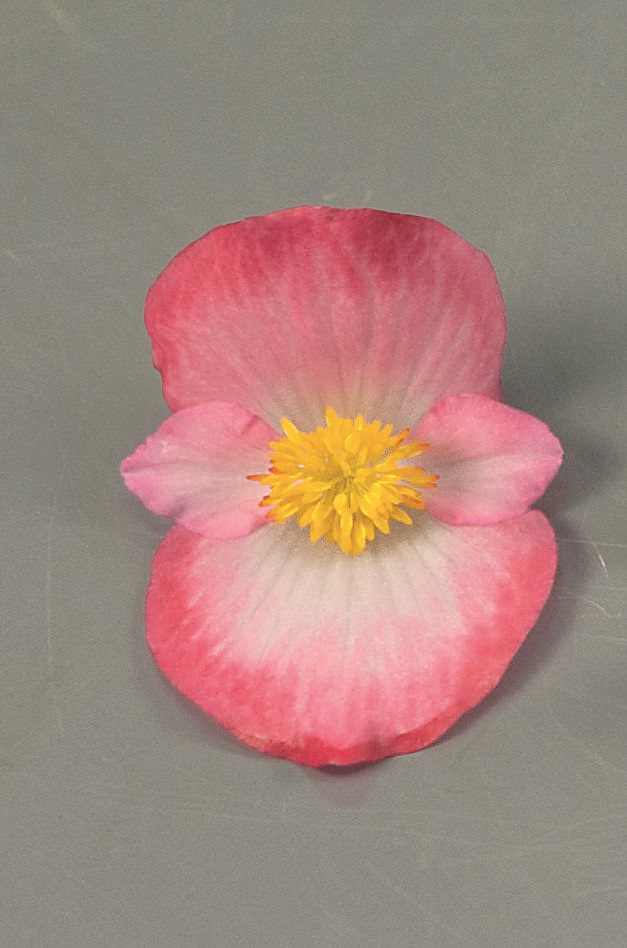 Begonia semperflorens Pillen F1 Sprint Plus Blush, pilliert