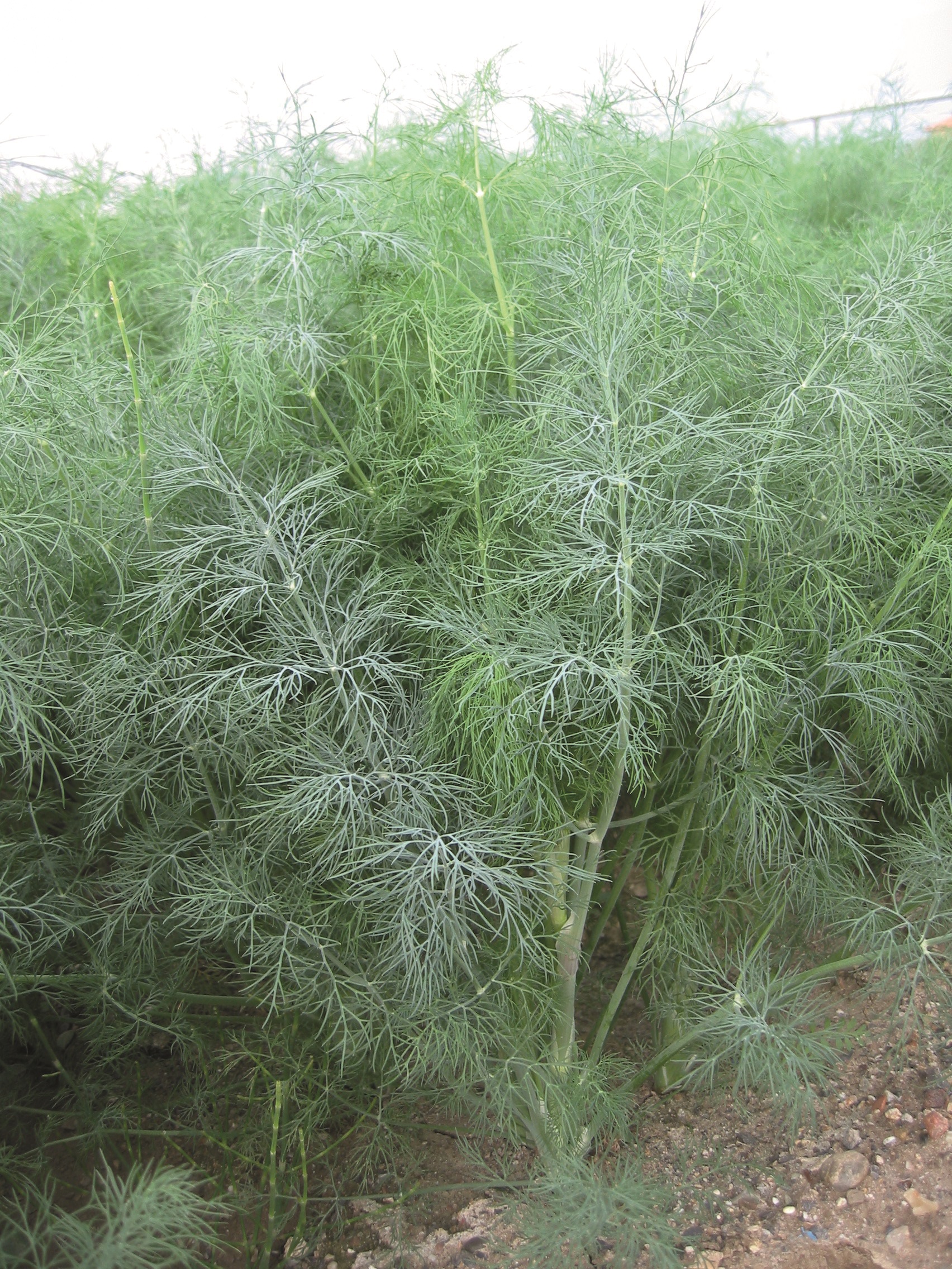 Tetra Dill Goldkrone