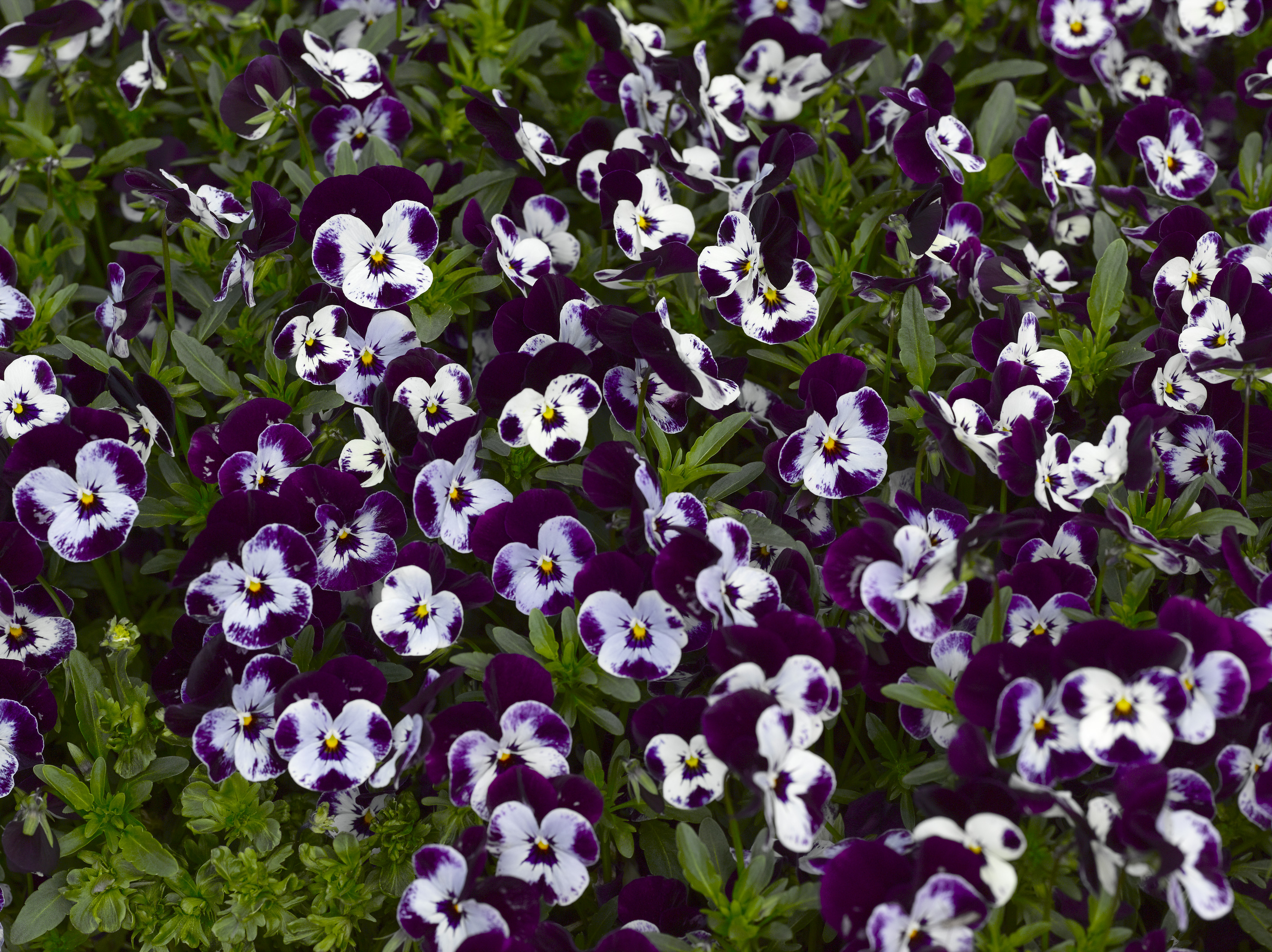 Viola cornuta F1 Penny Mickey