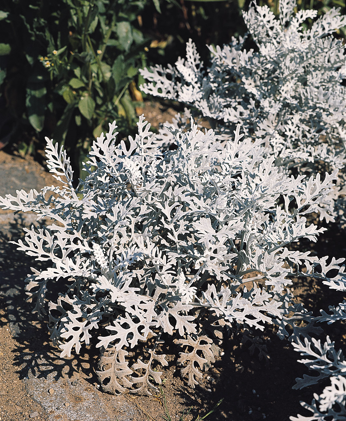 Senecio bicolor Silberzwerg