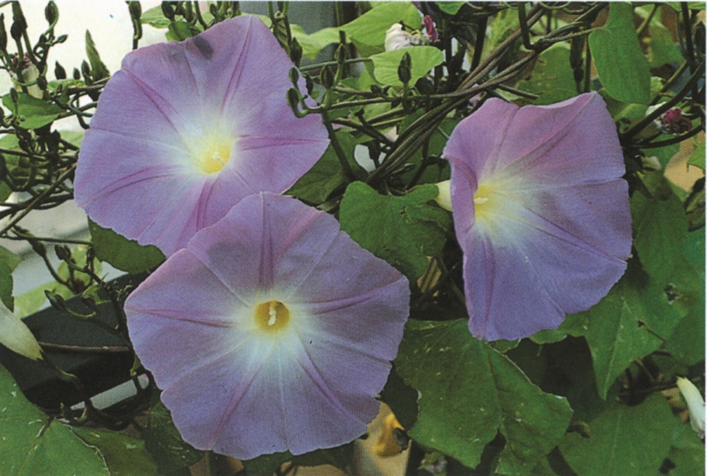 Ipomoea tricolor Himmelblau