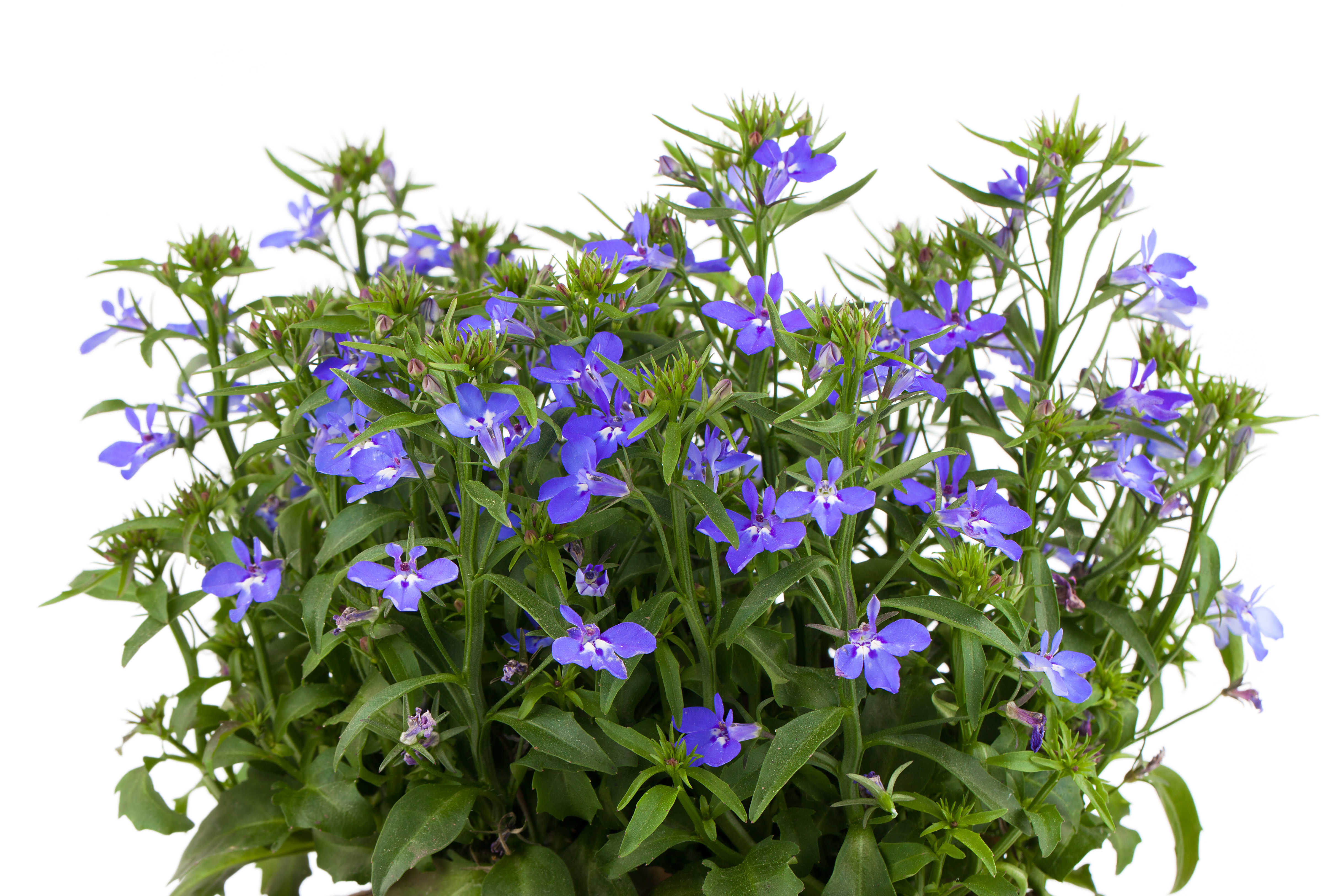 Lobelia erinus Kaiser Wilhelm