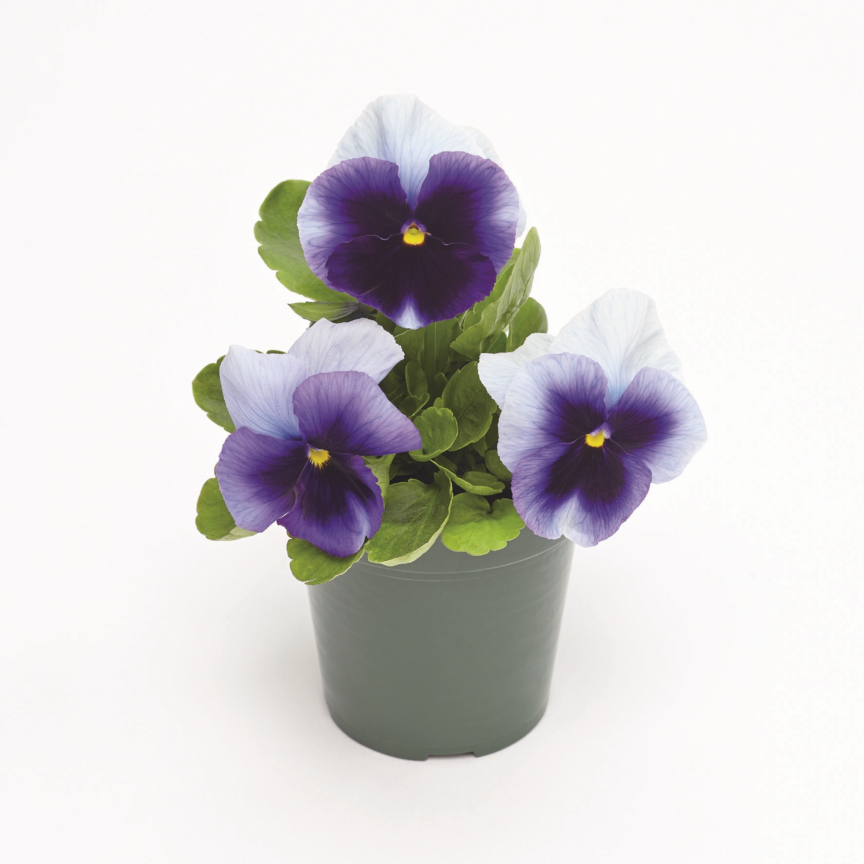 Viola wittrockiana F1 Inspire Plus Beaconsfield