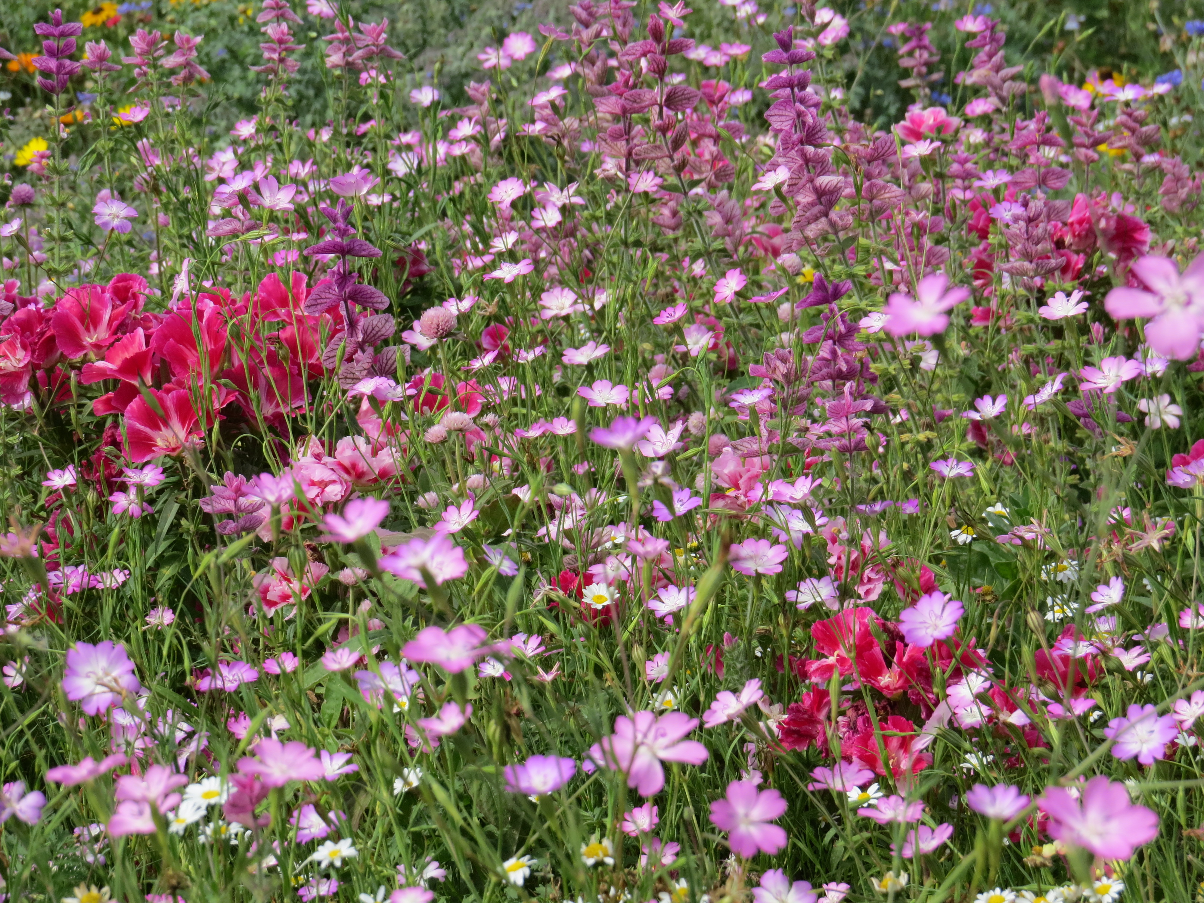 Blumenmischungen Mini-Teppich Zartes Schimmern
