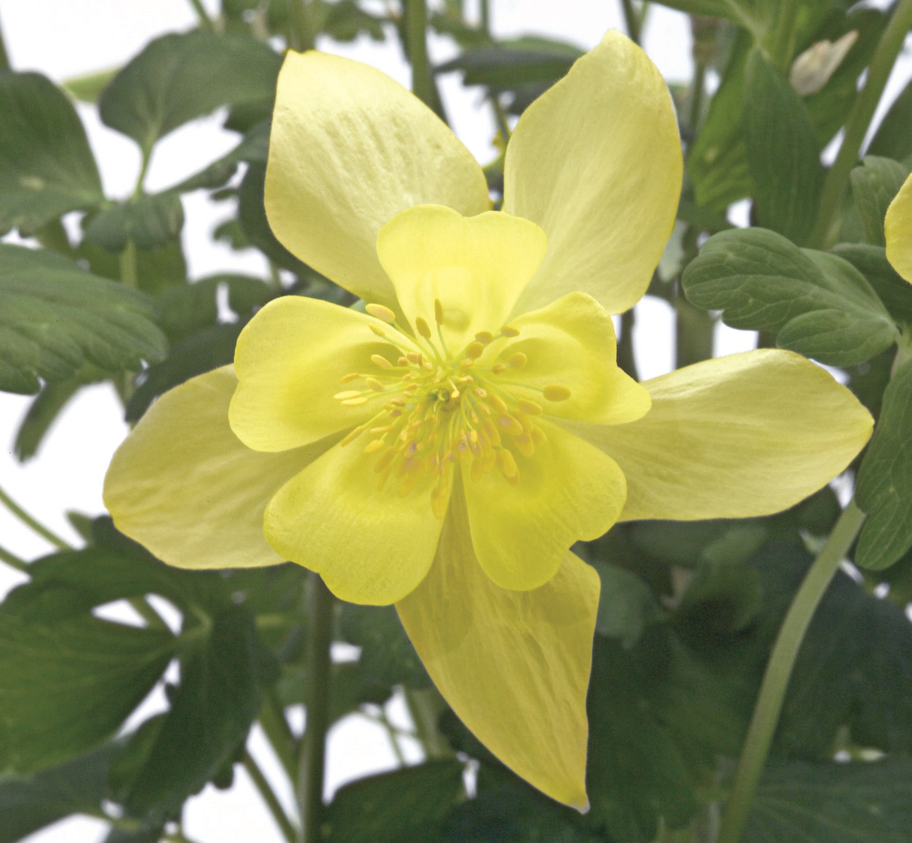 Aquilegia flabellata Spring Magic Gelb