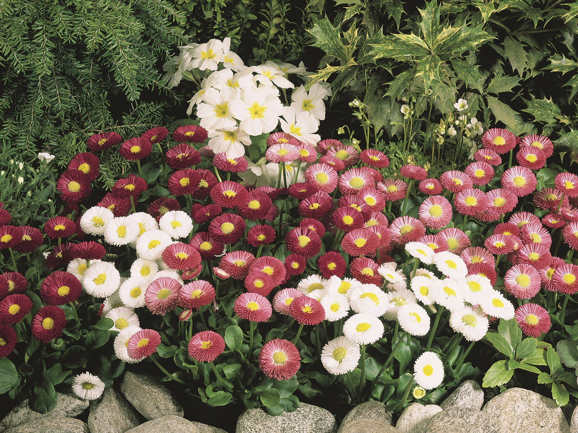 Bellis perennis Speedstar Mischung, pilliert