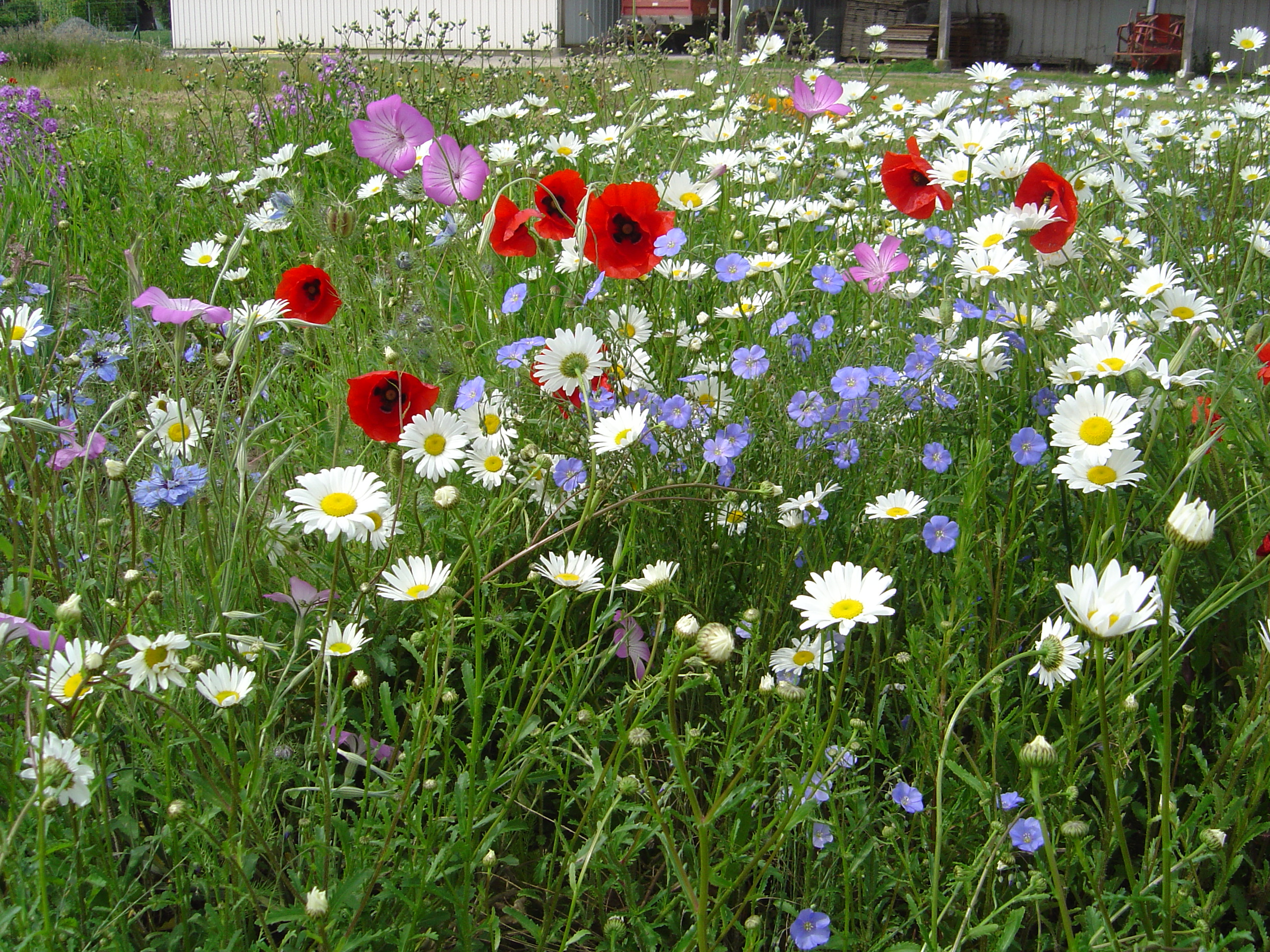 Blumenmischungen Feldblumen