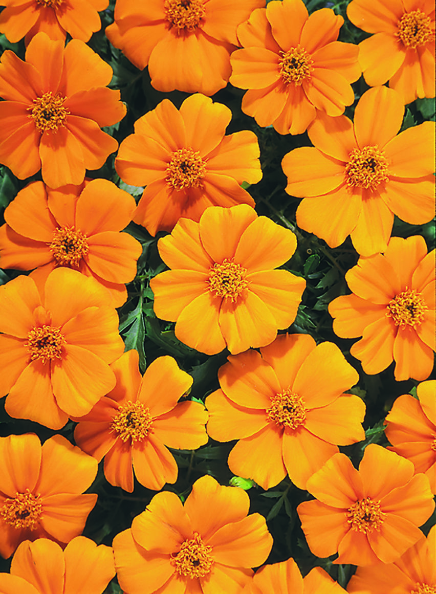 Tagetes patula Disco Orange