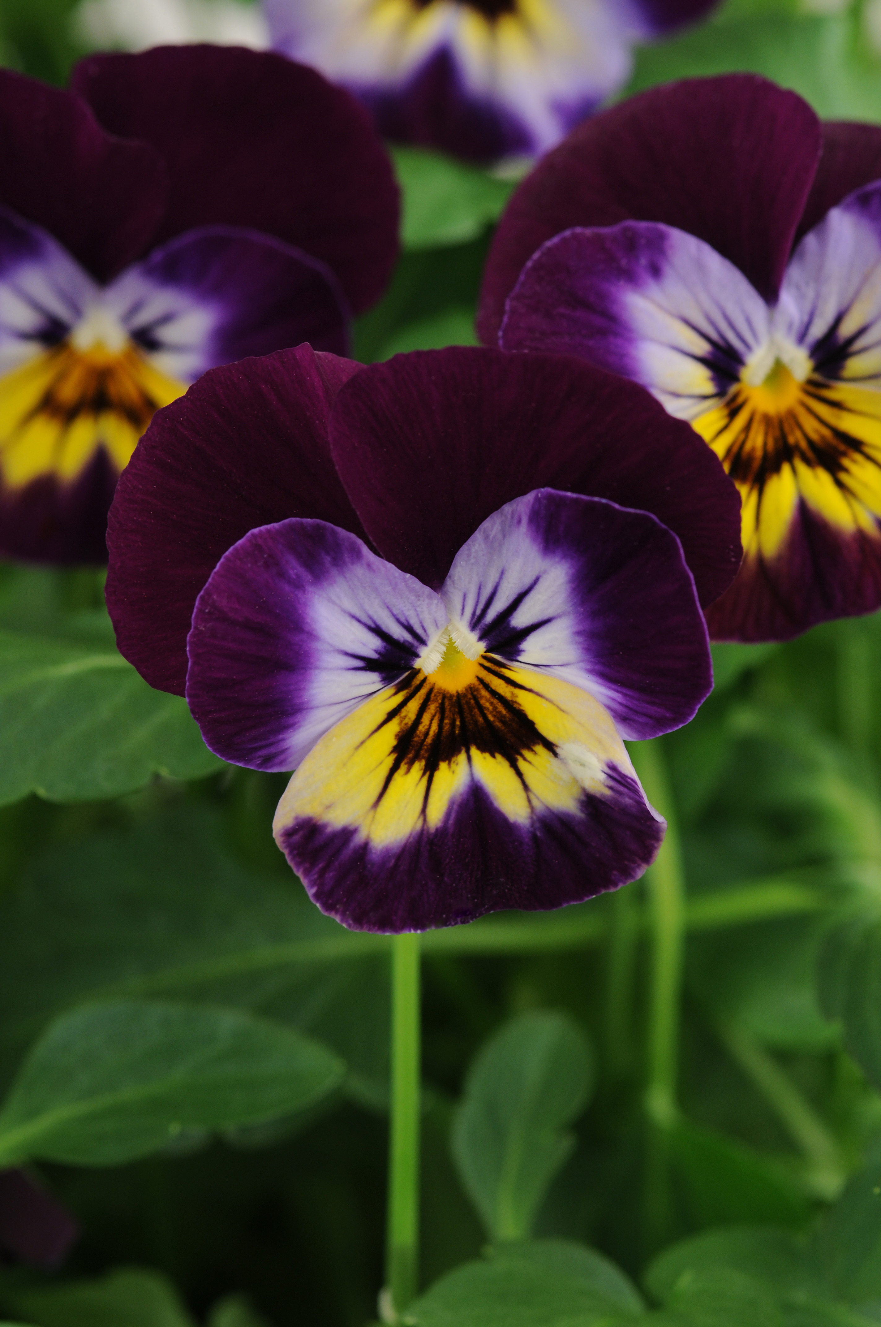 Viola cornuta F1 Sorbet Midnight Glow