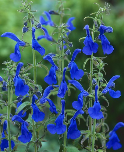 Salvia patens Oxford Blue