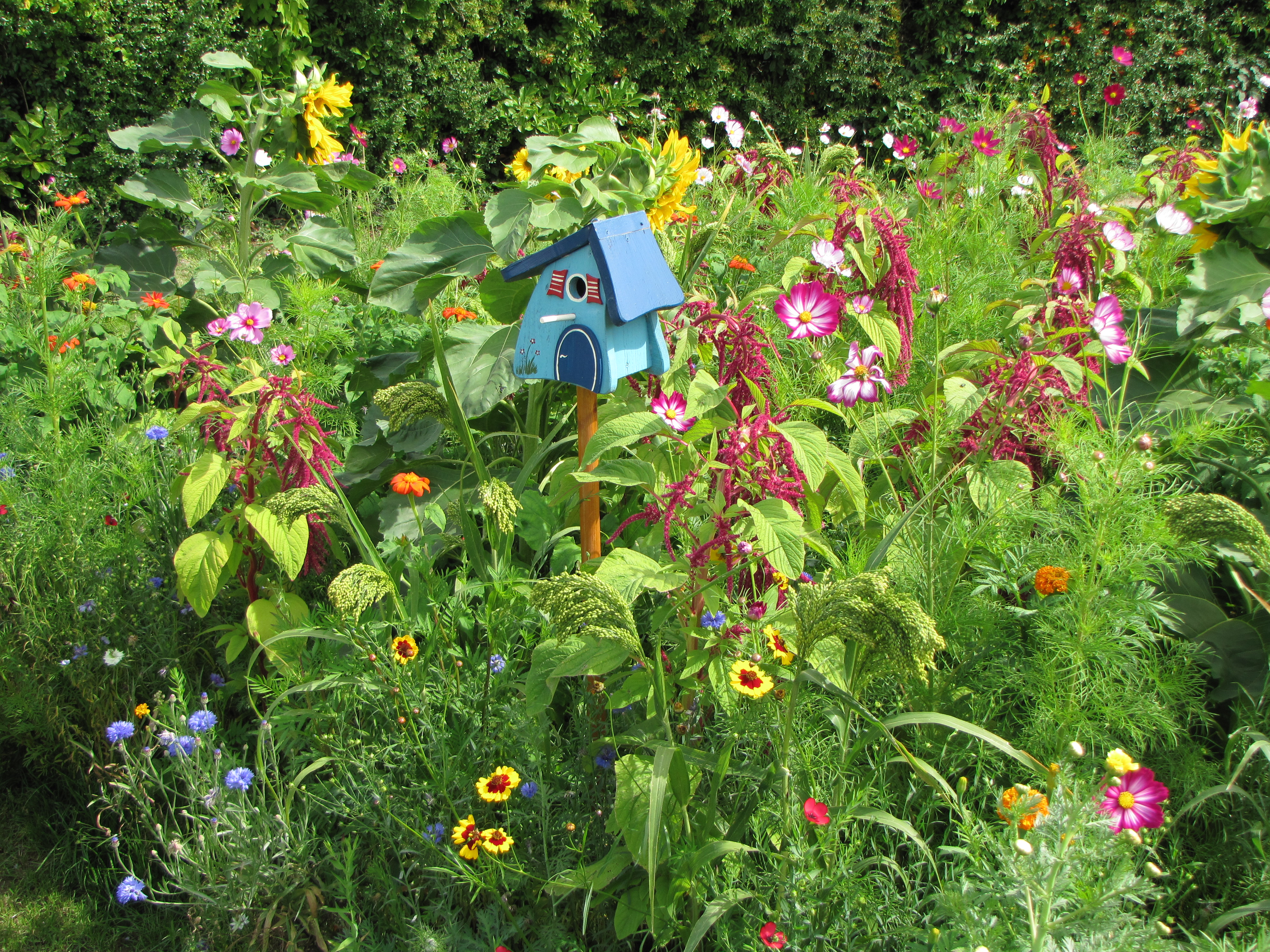 Blumenmischungen Einjährige Blumen für Vögel