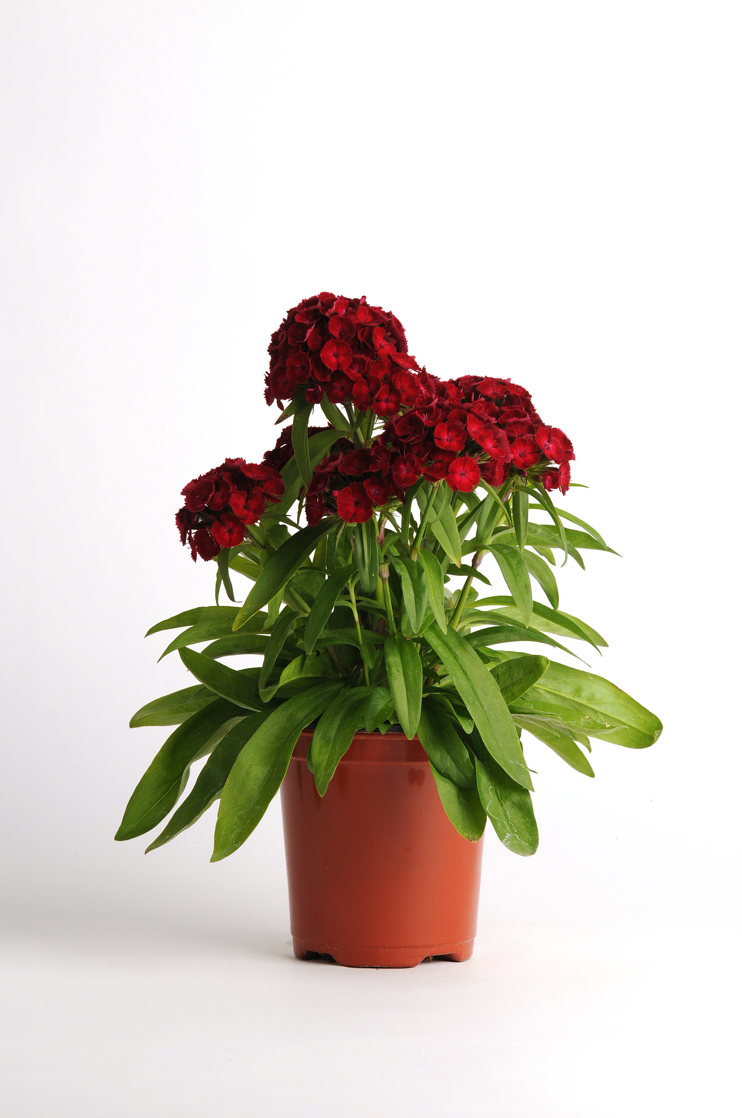 Dianthus barbatus F1 Dash Crimson, pilliert
