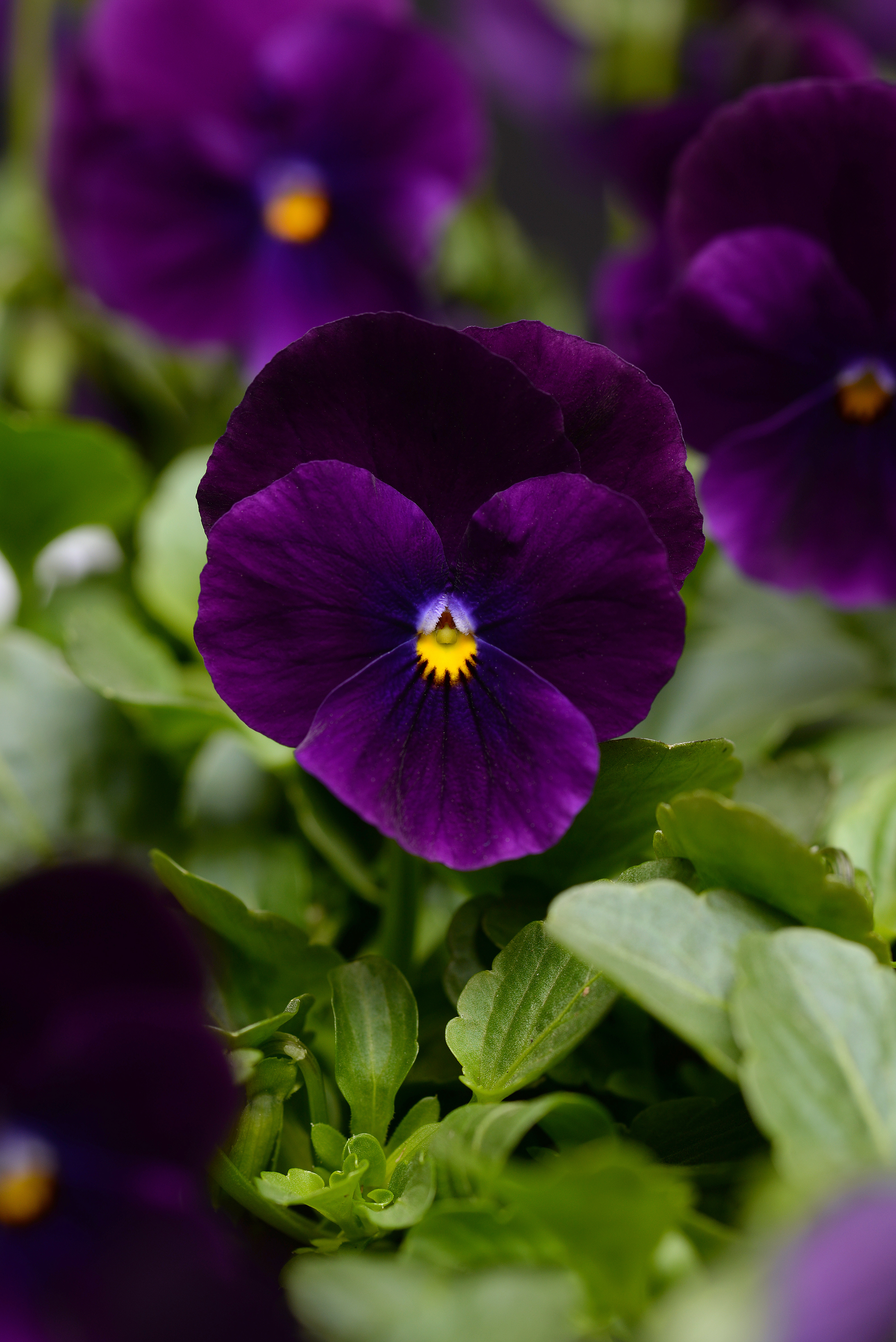 Viola cornuta F1 Sorbet XP Purple