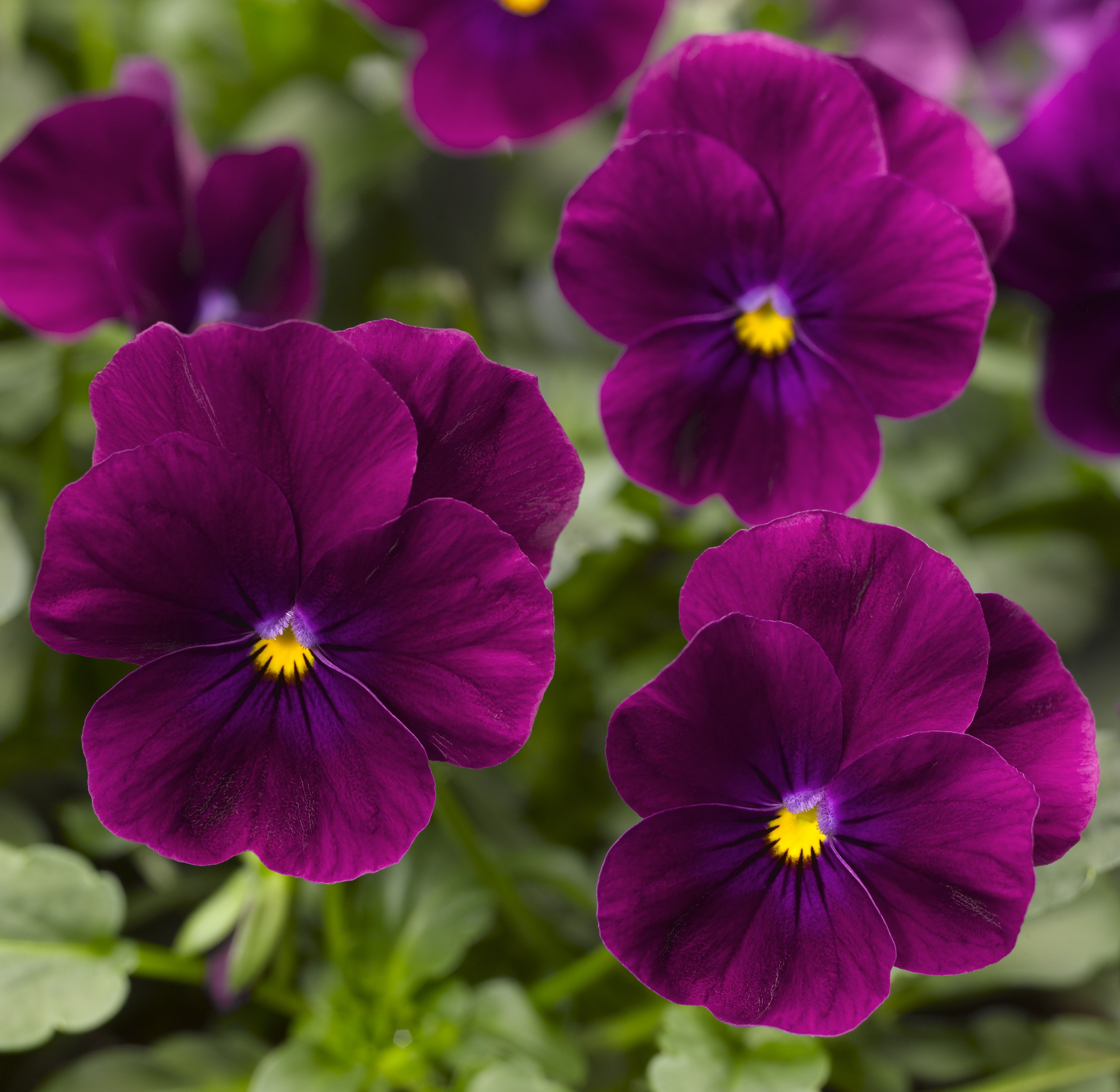 Viola cornuta F1 Penny Violett