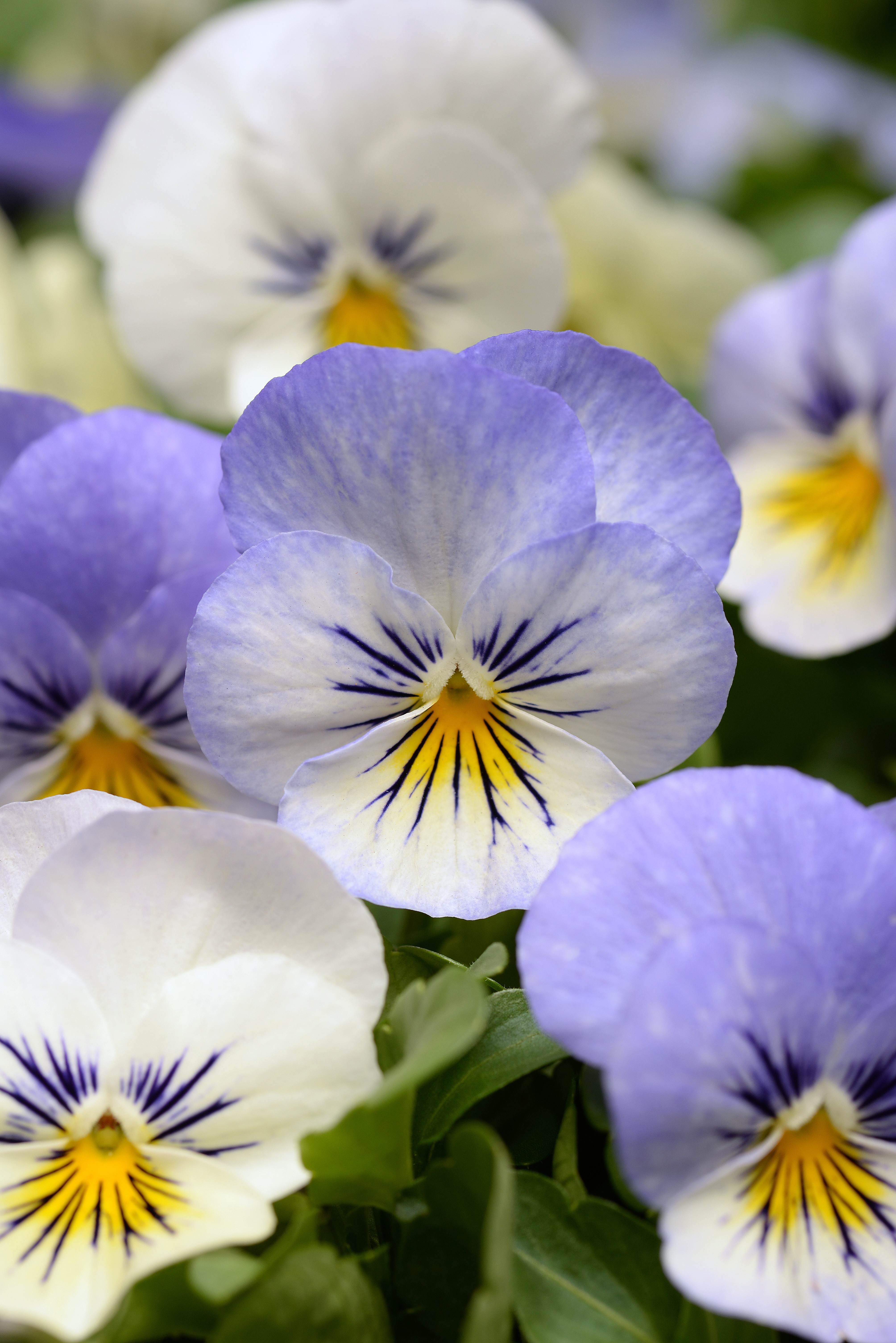 Viola cornuta F1 Sorbet XP YTT