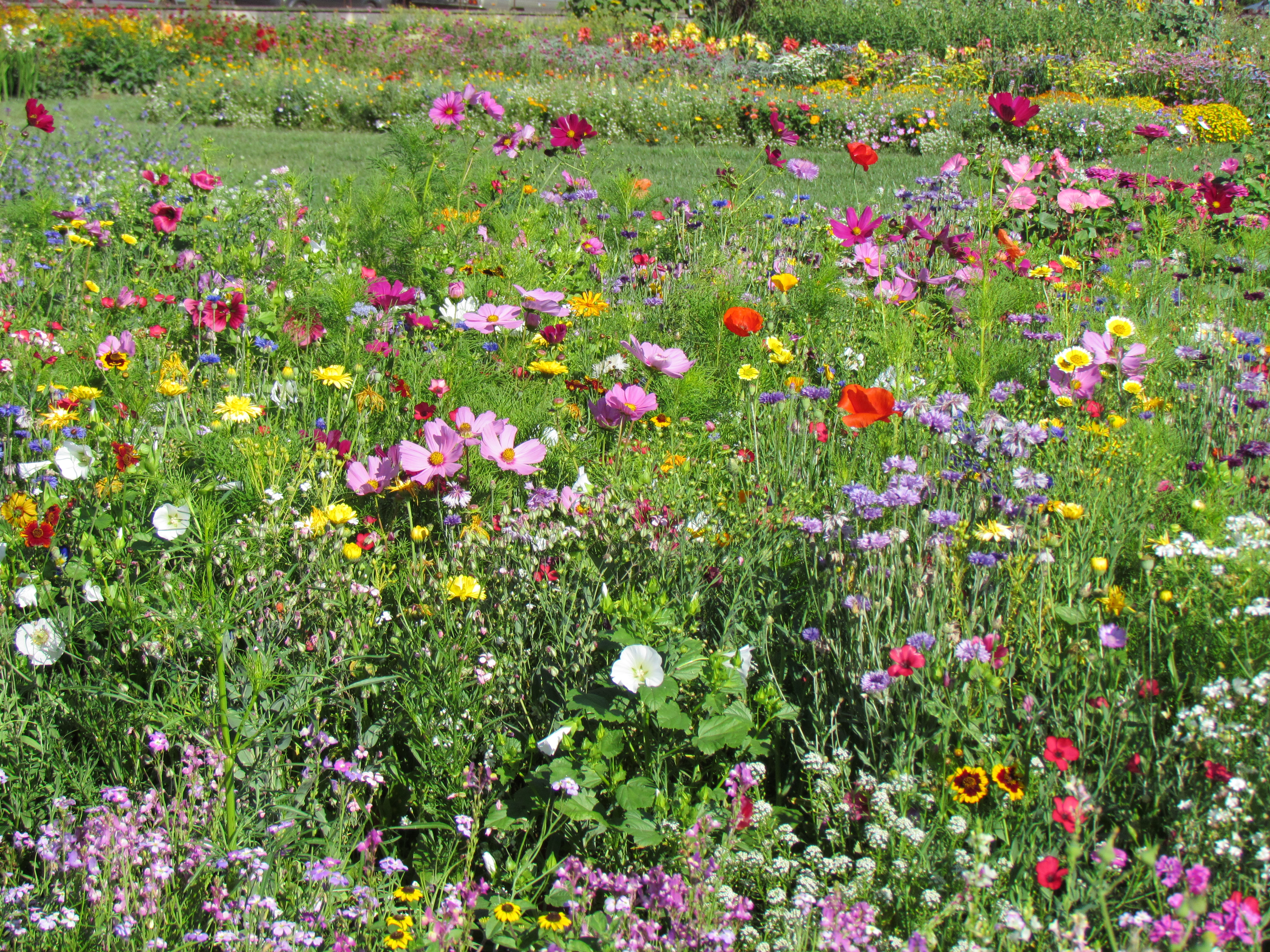 Blumenmischungen Sommermischung rasch und langblühend