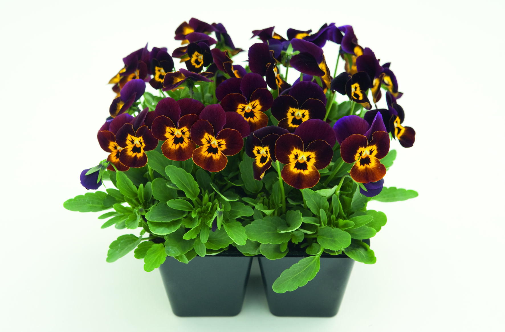 Viola cornuta F1 Admire Ruby Gold