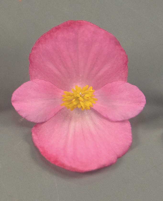 Begonia semperflorens Pillen F1 Sprint Plus Rosa, pilliert