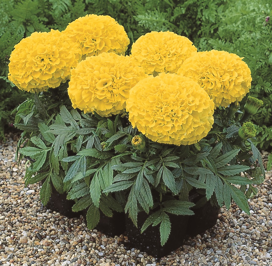 Tagetes erecta F1 Antigua Gelb