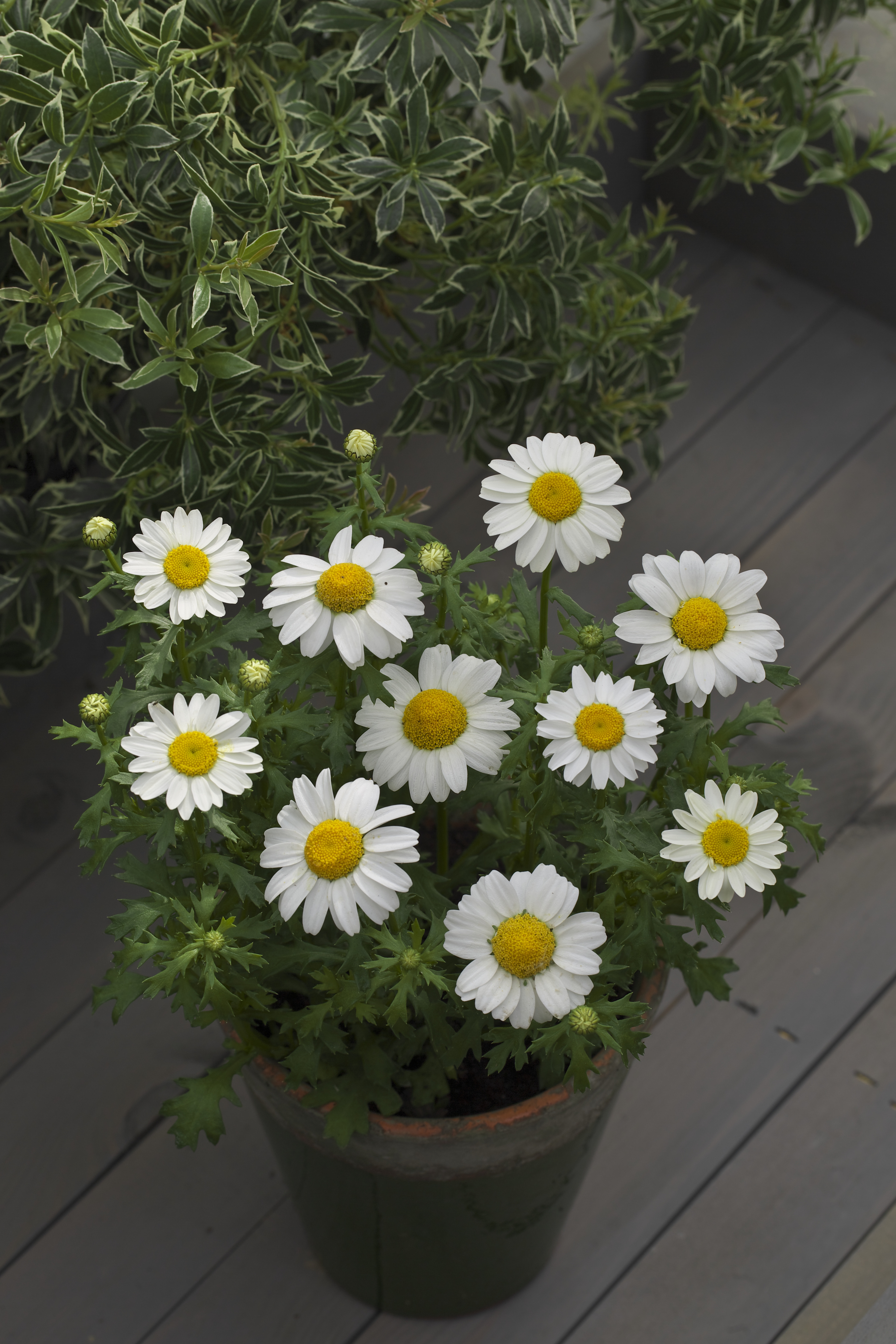 Chrysanthemum paludosum Schneeland 