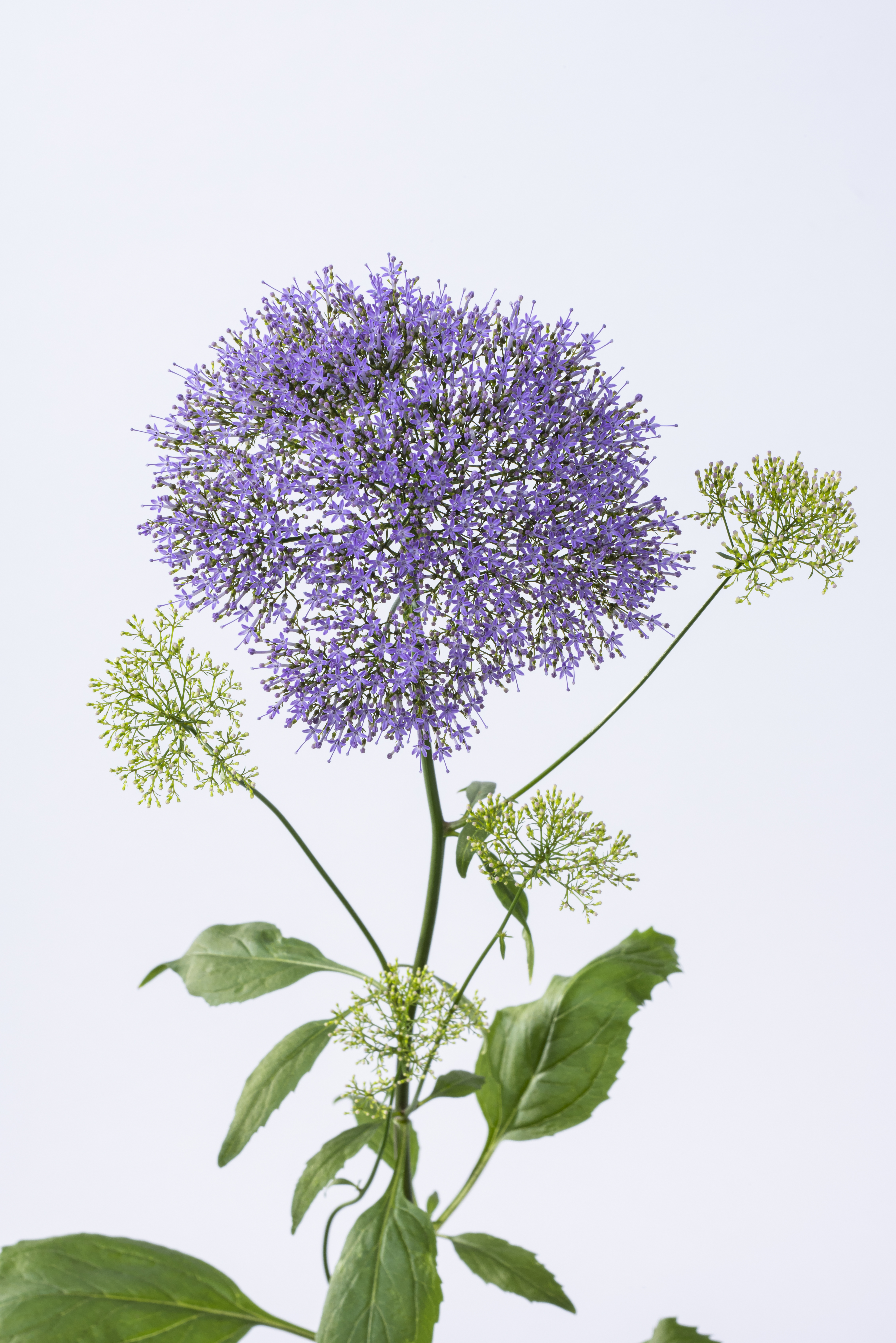 Trachelium caeruleum Lake Michigan Blau, pilliert