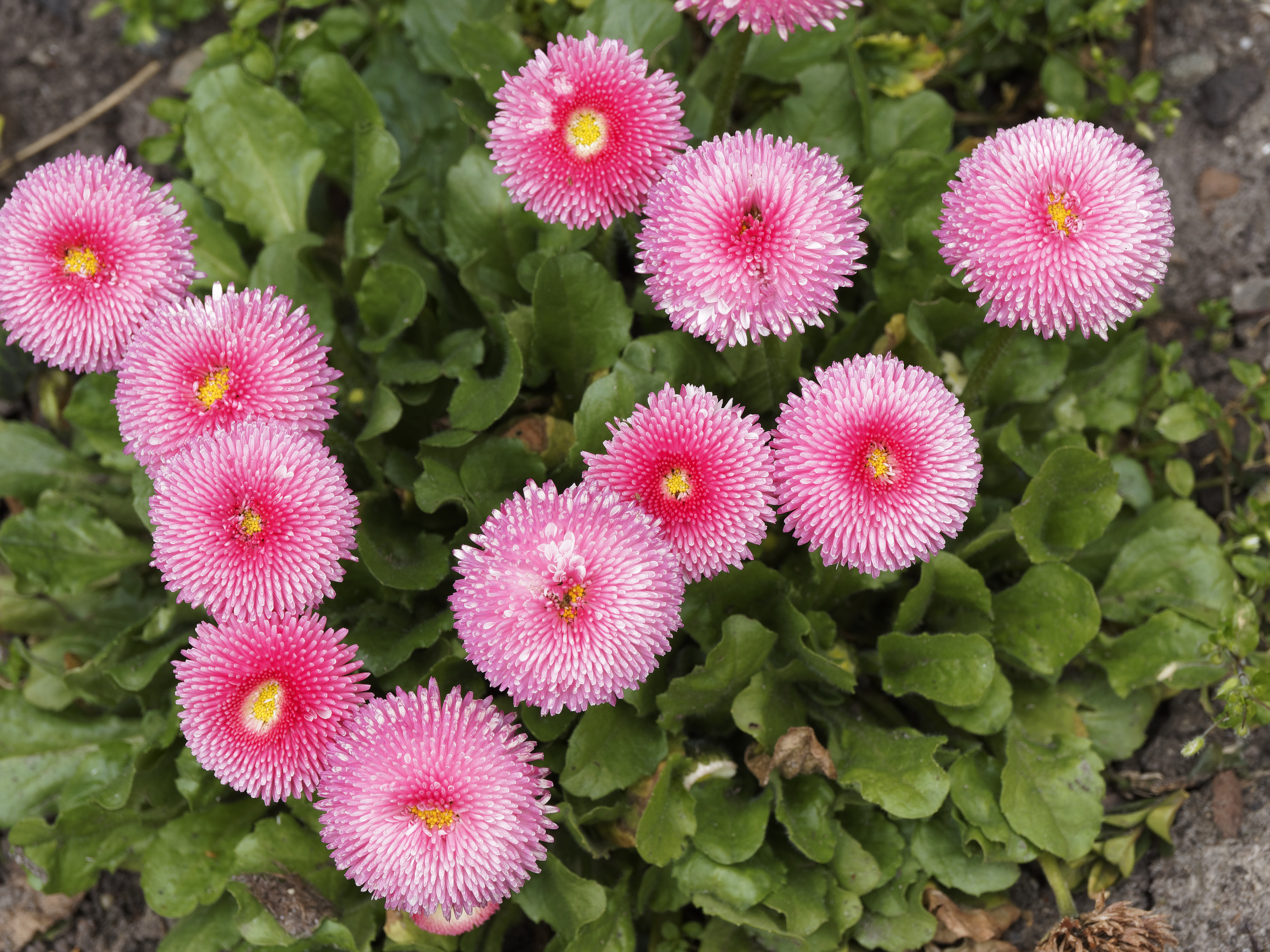 Bellis perennis Super Enorma Rosa