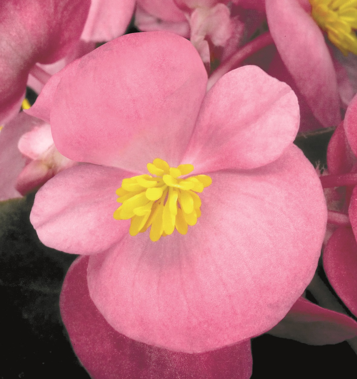 Begonia semperflorens Pillen F1 Nightlife Rosa, pilliert