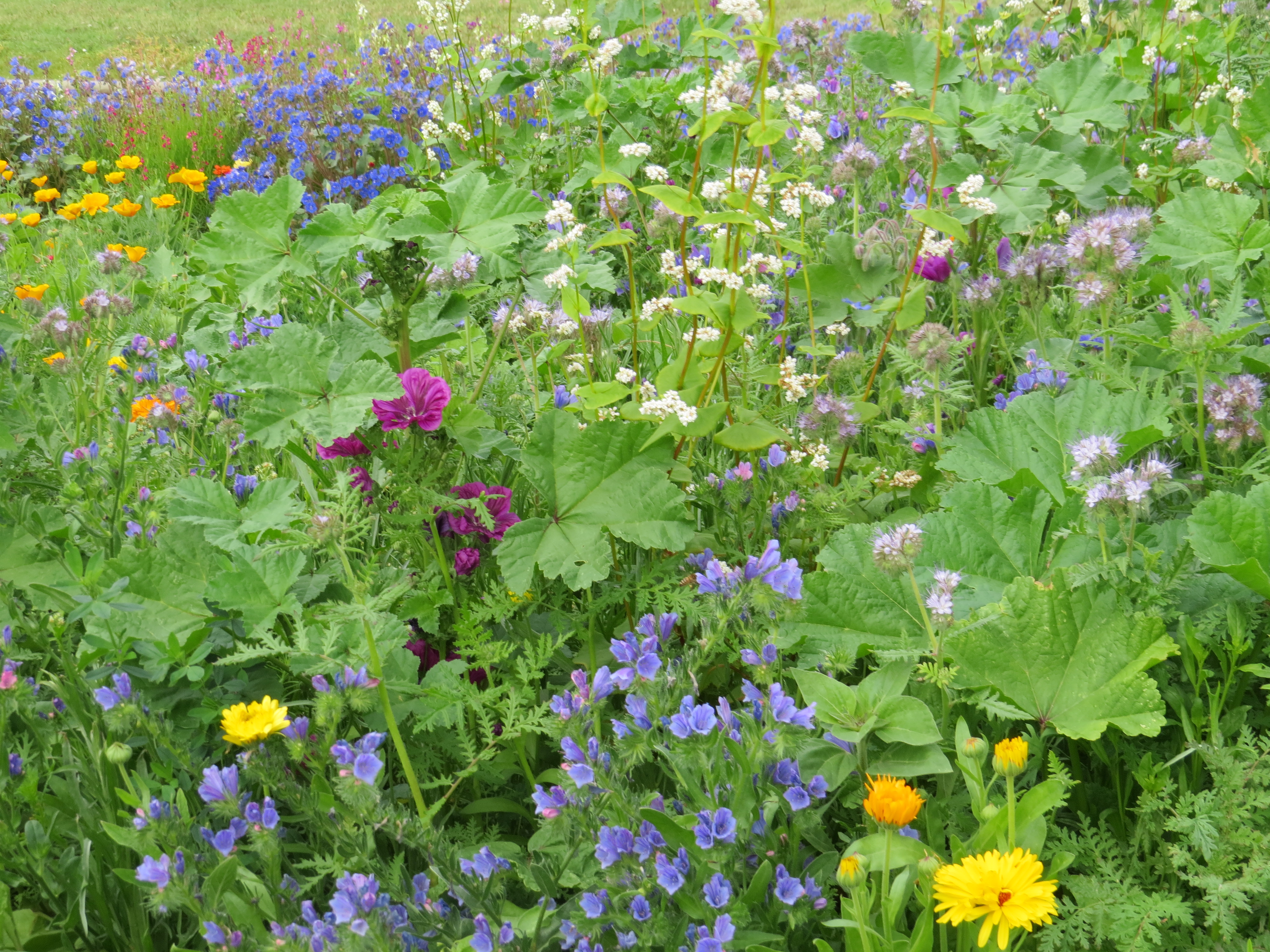 Blumenmischungen Trachtpflanzen für Bienen, mehrjährig