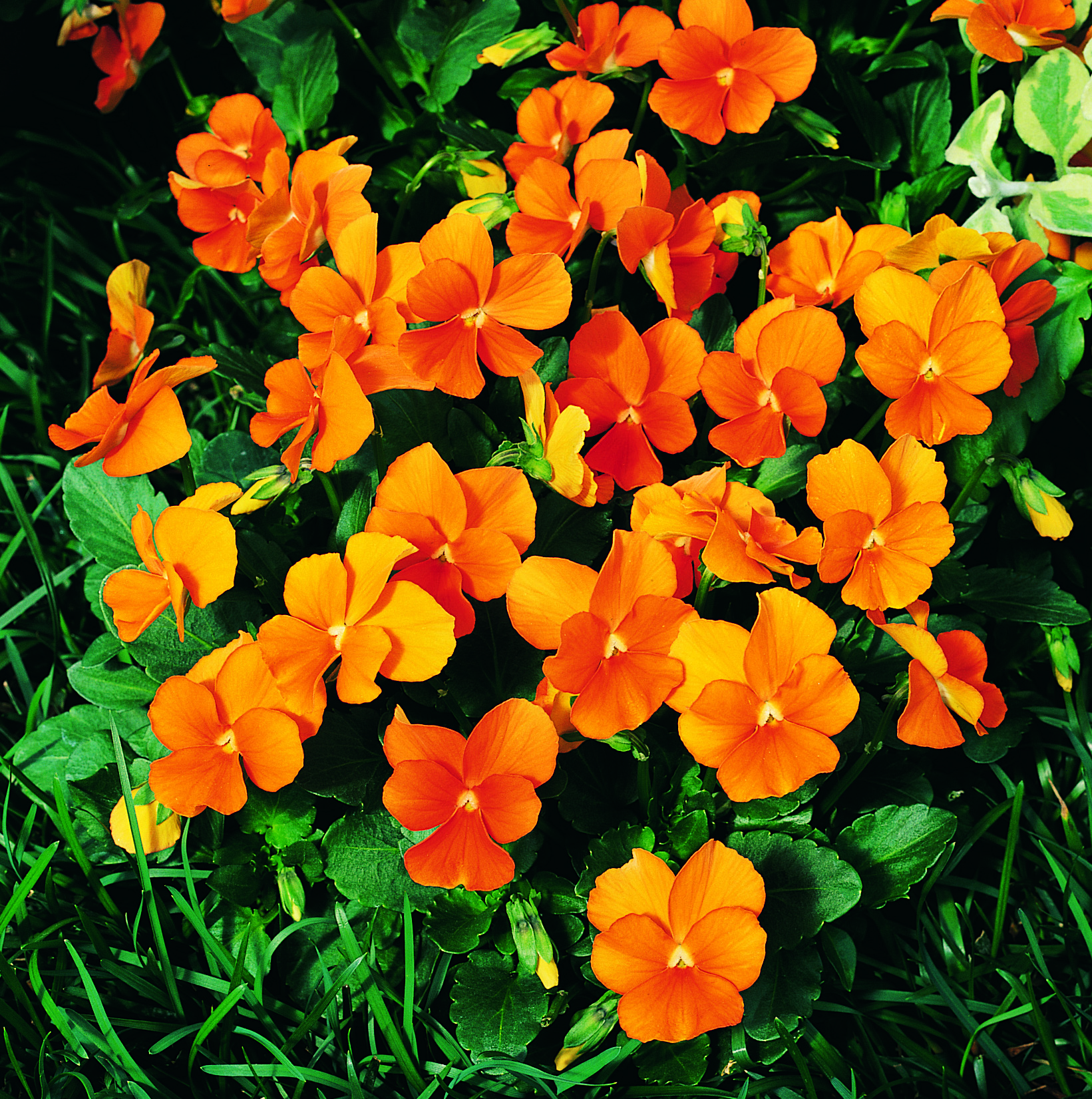Viola cornuta F1 Penny Orange