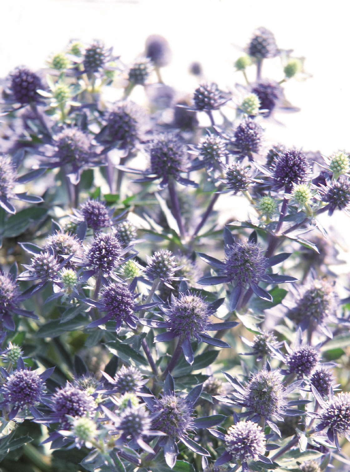 Eryngium planum Blue Hobbit