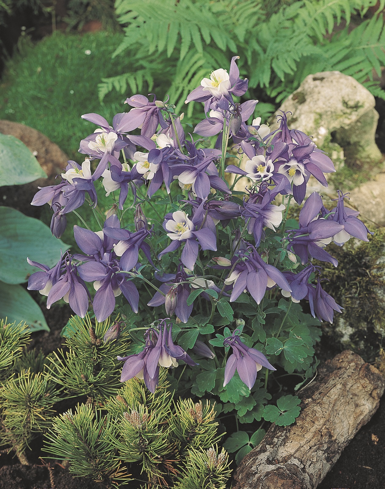 Aquilegia flabellata Spring Magic Blau Weiß