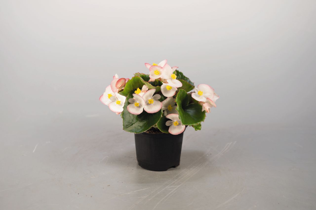 Begonia semperflorens F1 Super Olympia Bicolor, pilliert