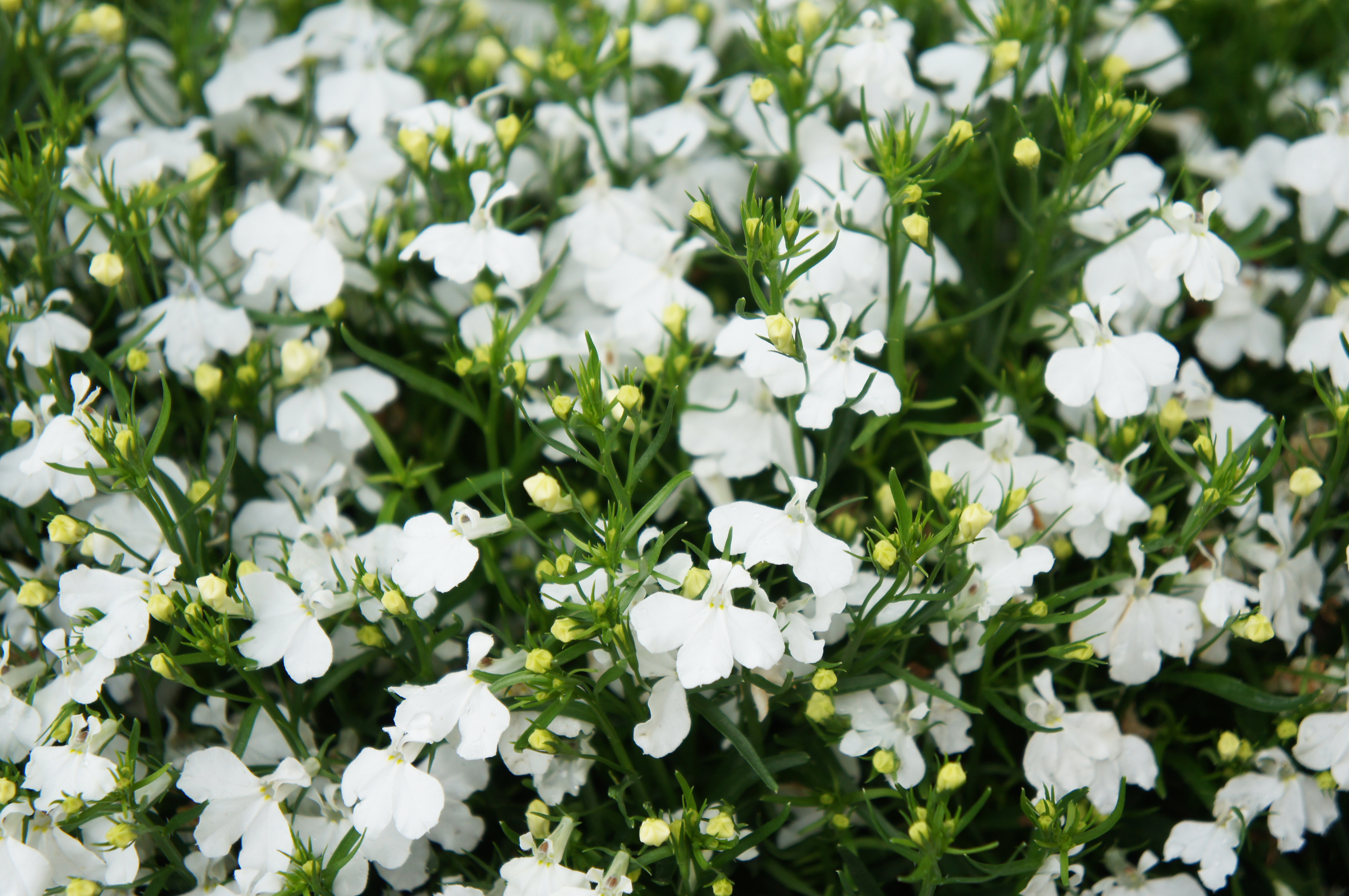 Lobelia erinus Riviera Weiß