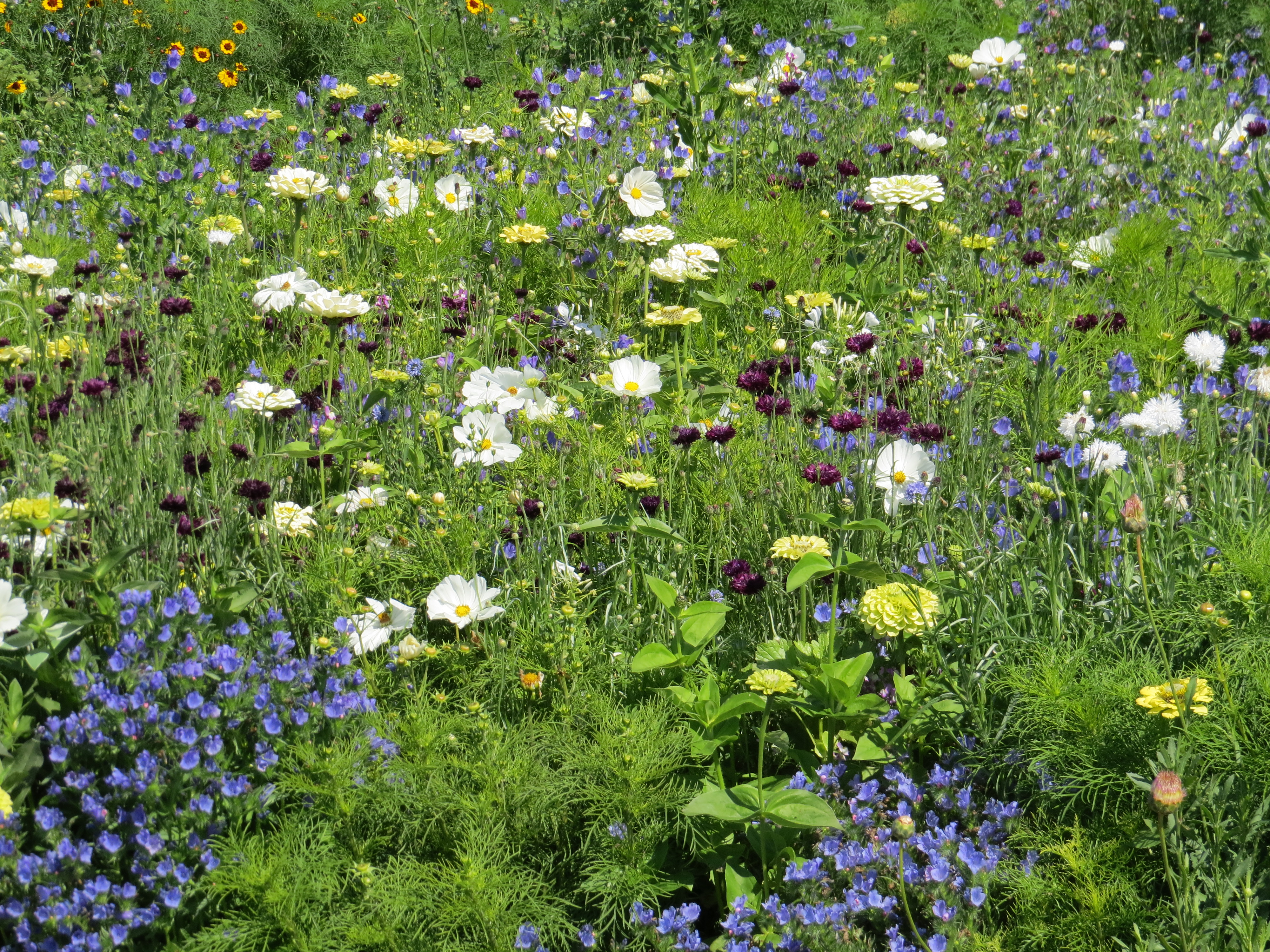 Blumenmischungen Blumenteppich Blumentraum