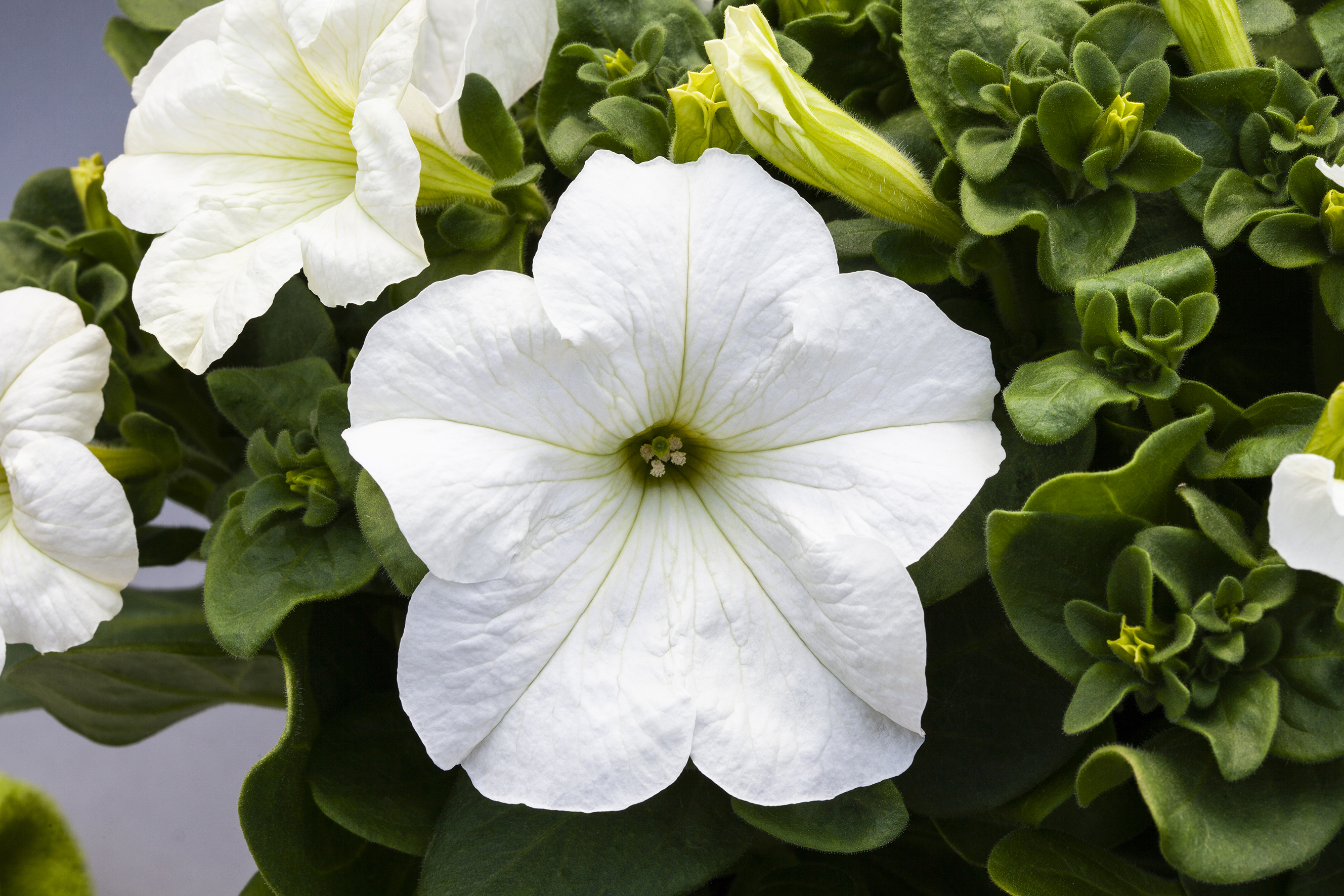 Petunia grandiflora F1 Prism Weiß