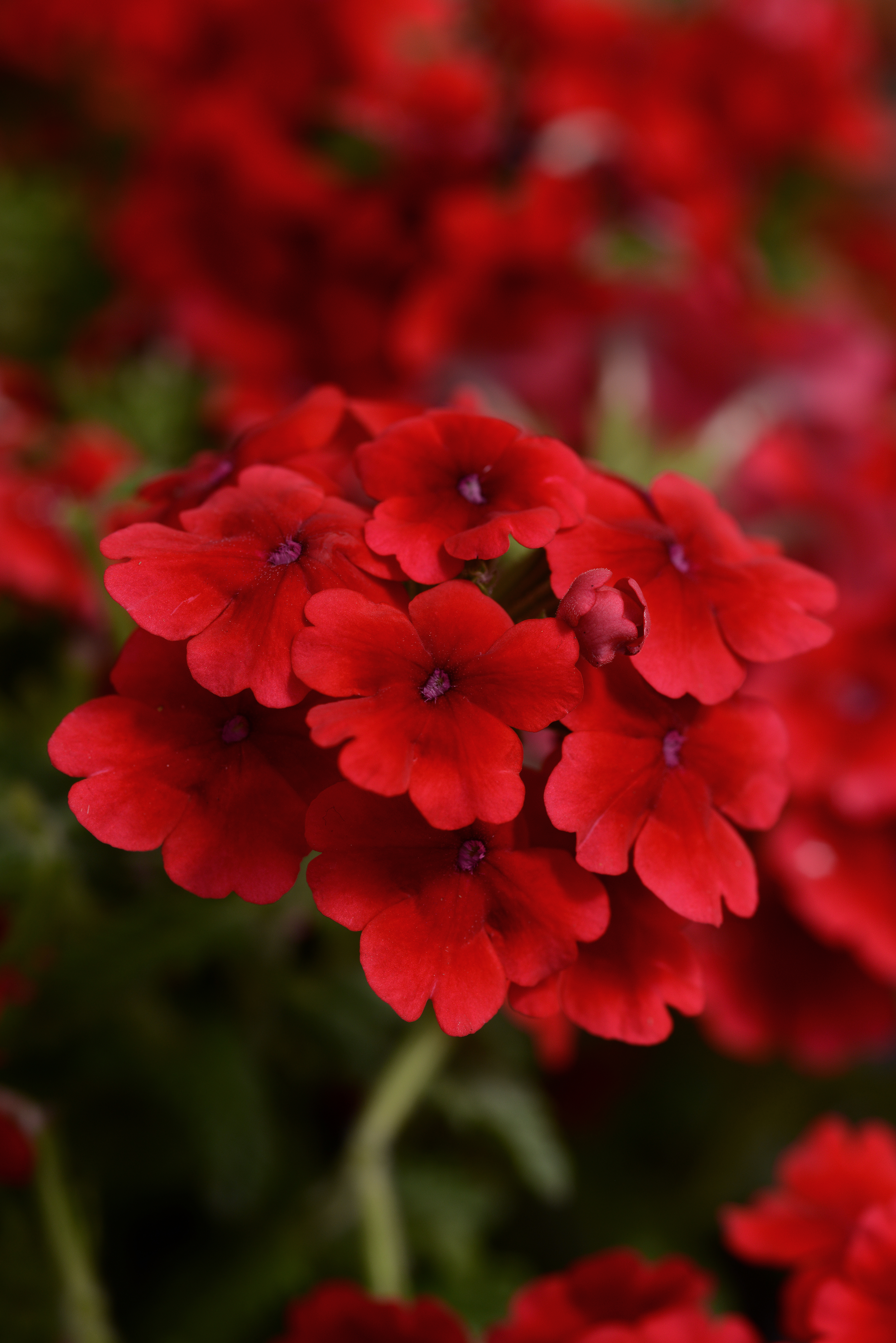 Verbena Quartz XP Scharlach