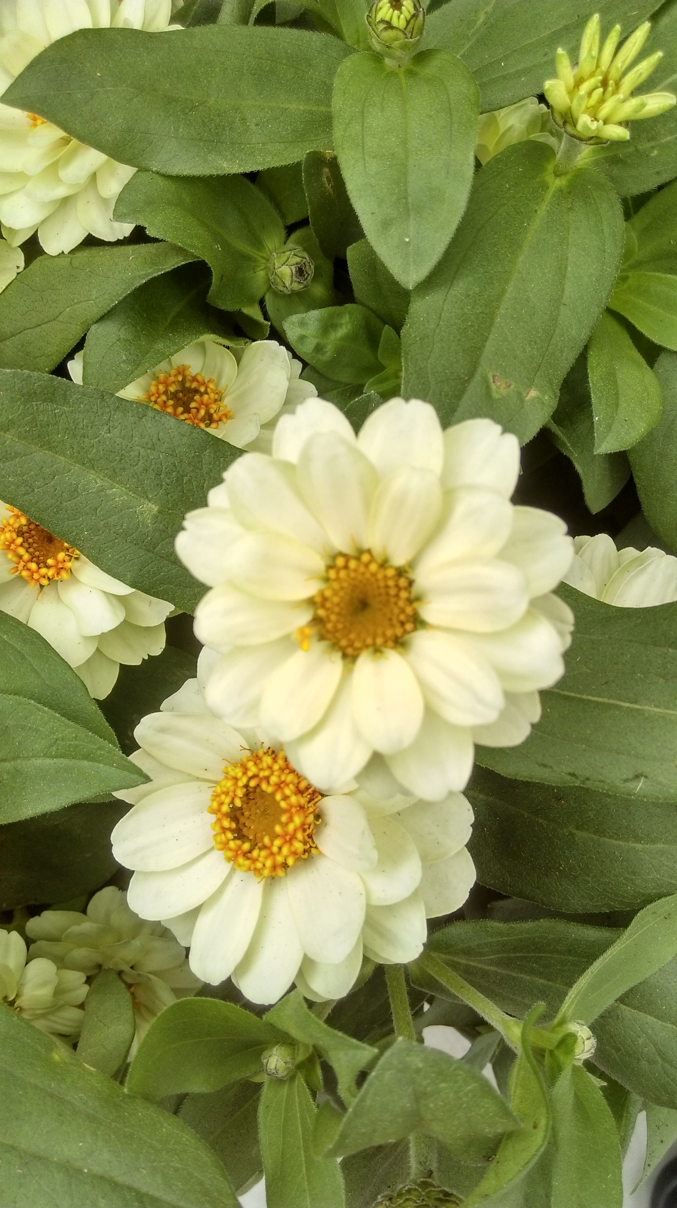 Zinnia angustifolia F1 Profusion Double Weiß