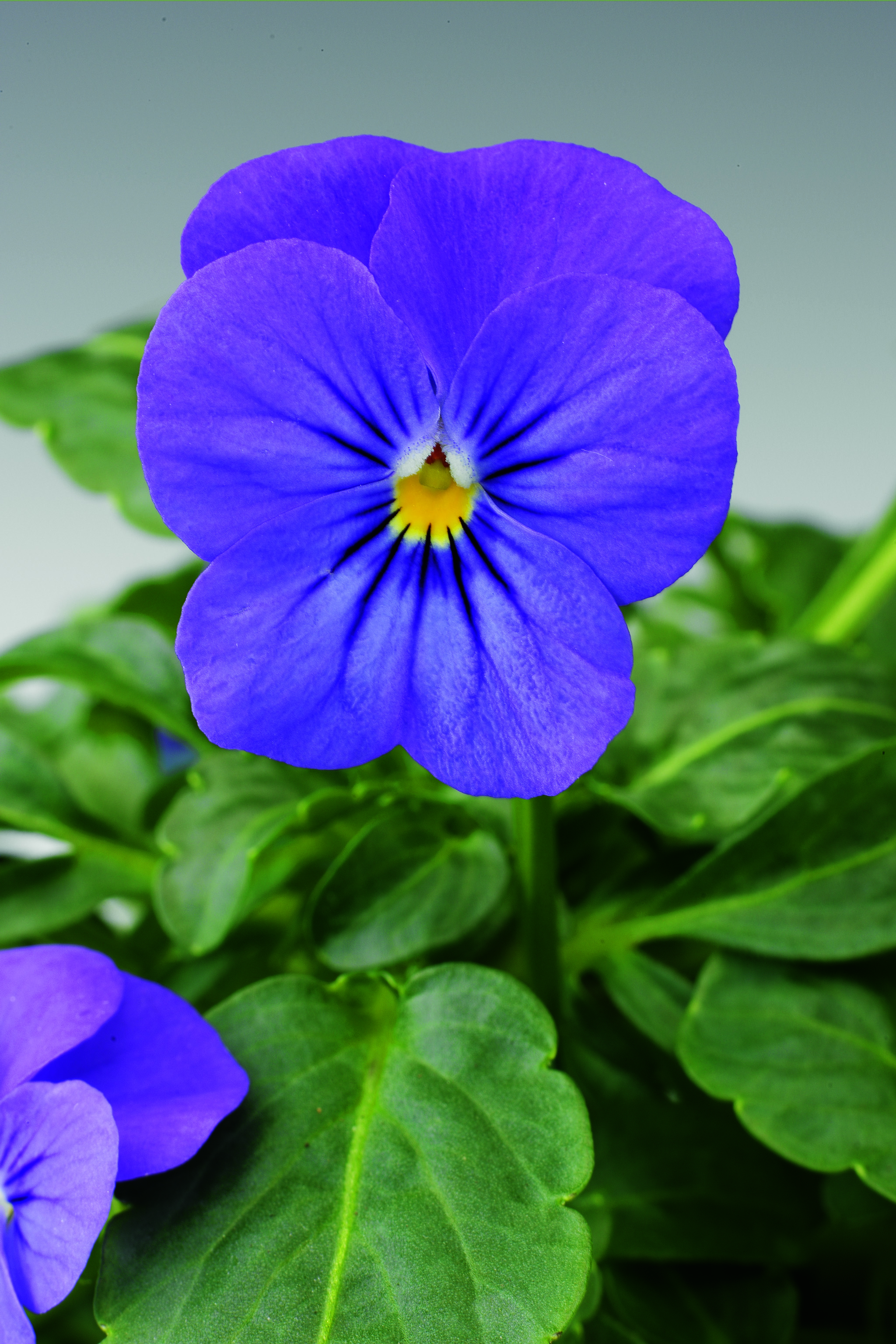 Viola cornuta F1 Penny Blau