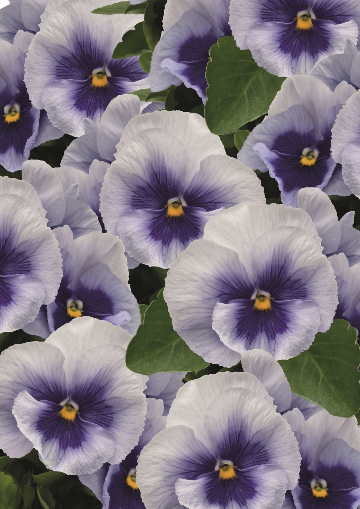 Viola wittrockiana F1 Inspire Plus Metallic-Blau mit Auge