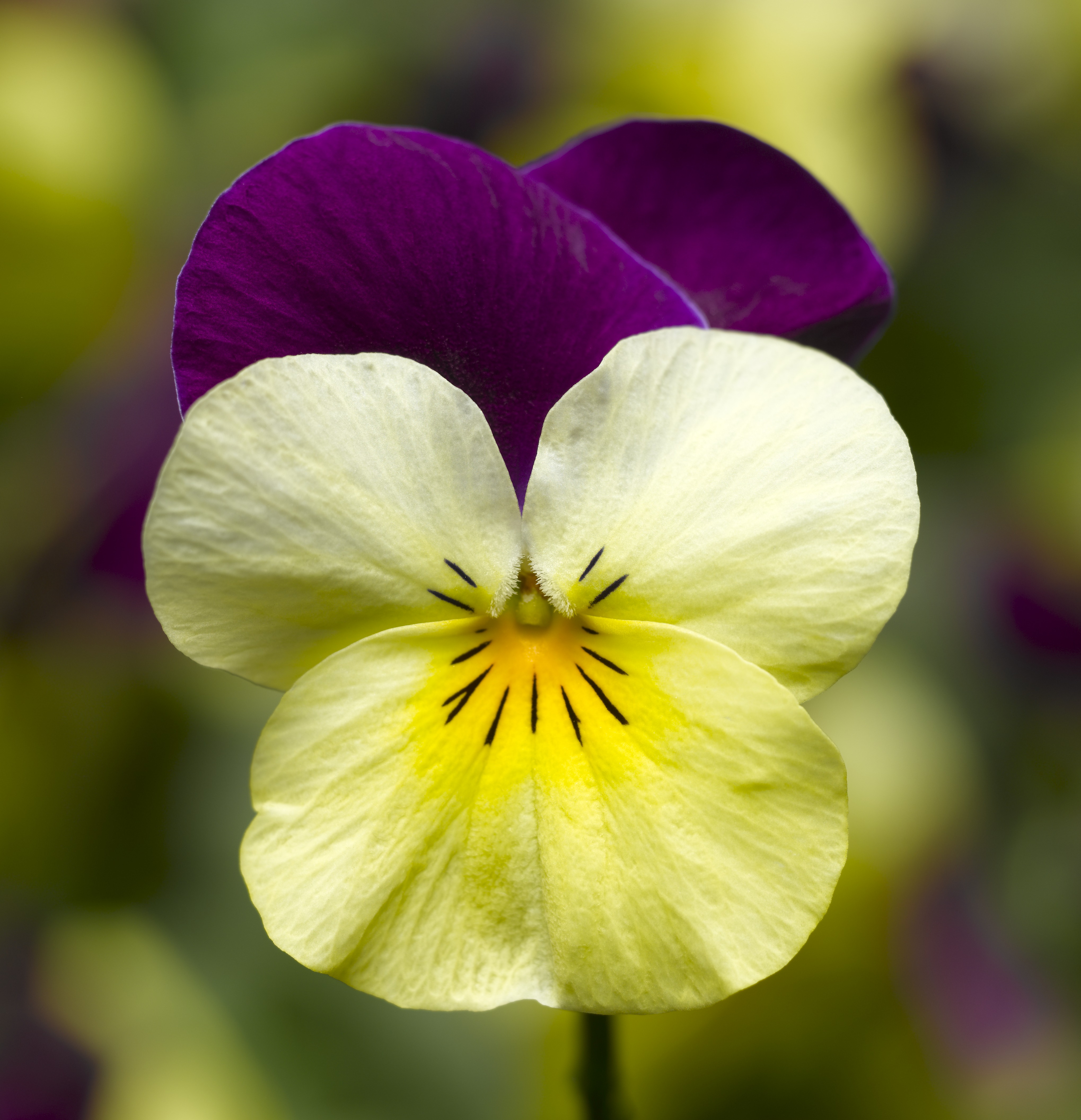 Viola cornuta F1 Penny Yellow Jump up