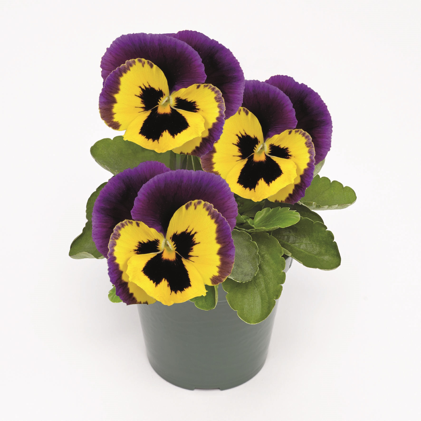 Viola wittrockiana F1 Inspire Plus Yellow Purple Wing