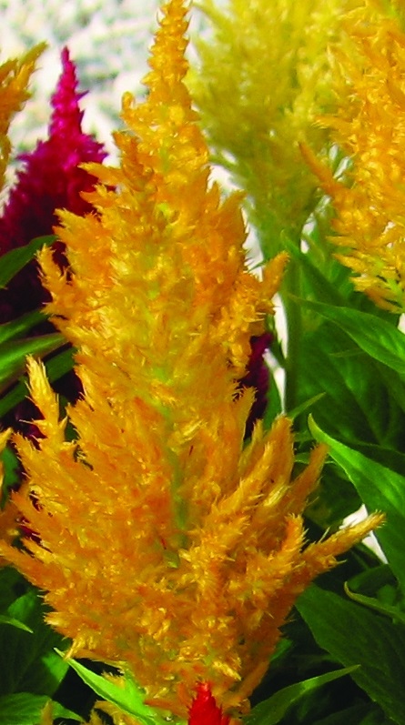 Celosia  plumosa Century Goldgelb 