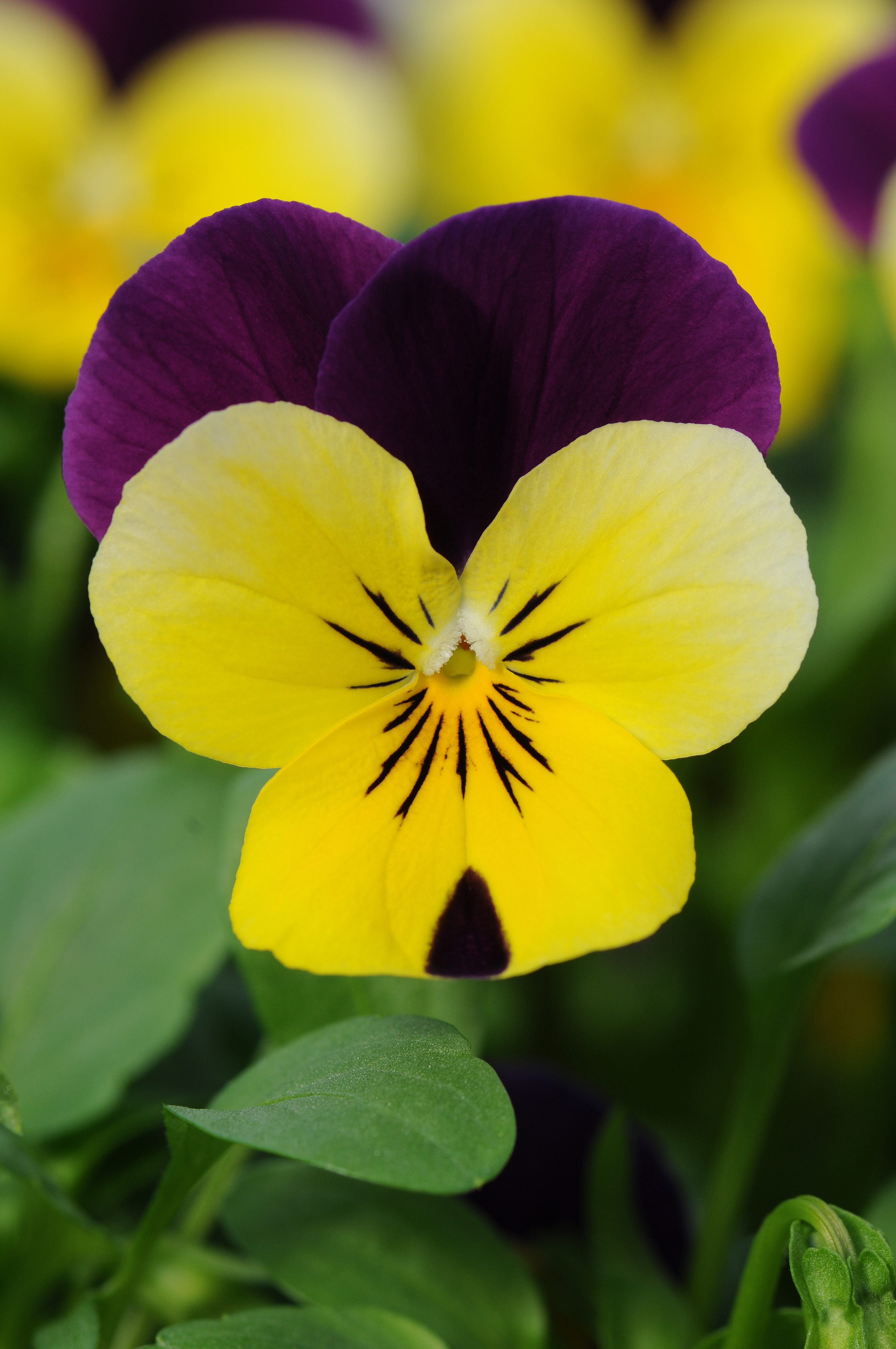 Viola cornuta F1 Sorbet XP Yellow Jump Up