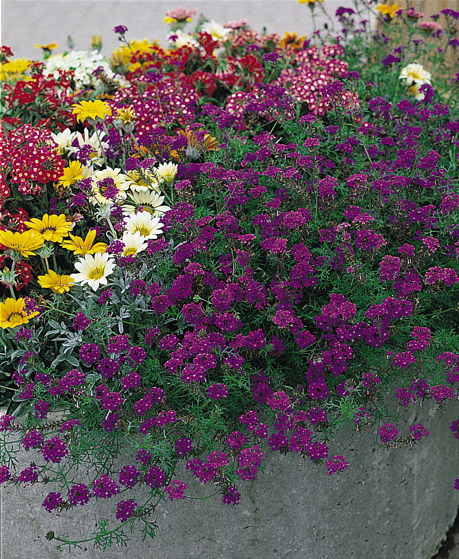 Verbena speciosa Imagination