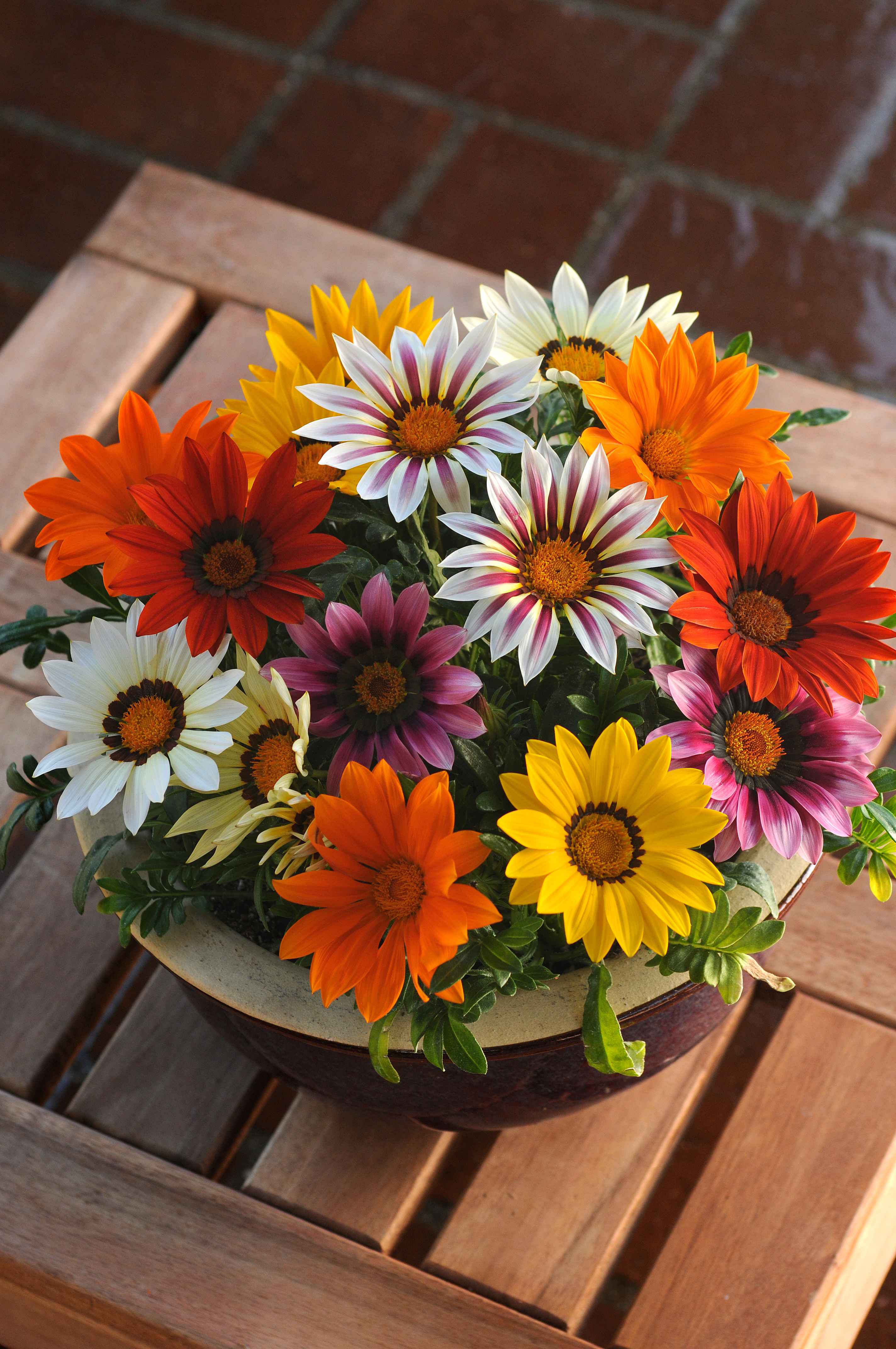 Gazania rigens F1 New Day Mischung