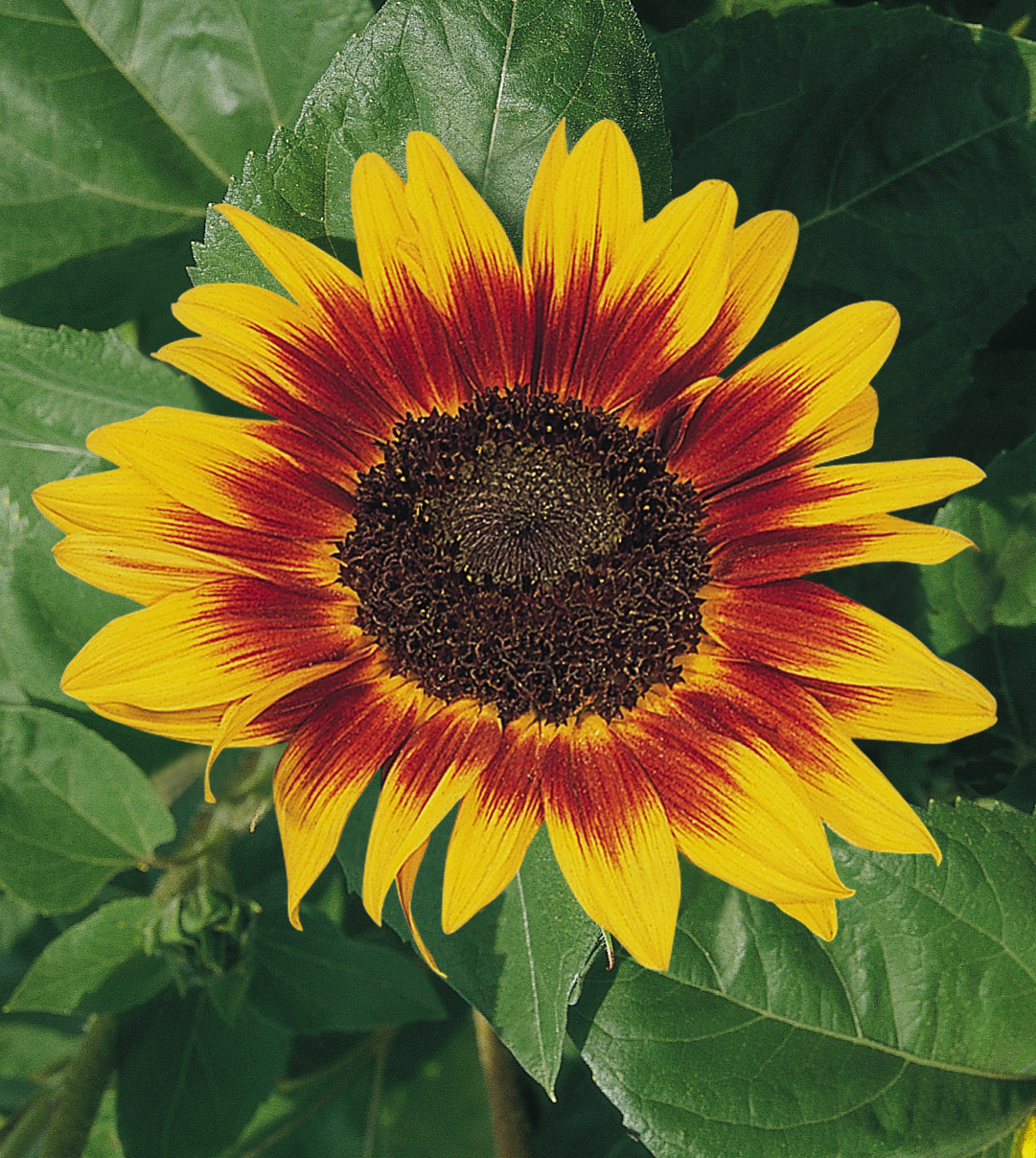 Helianthus annuus Ring of Fire