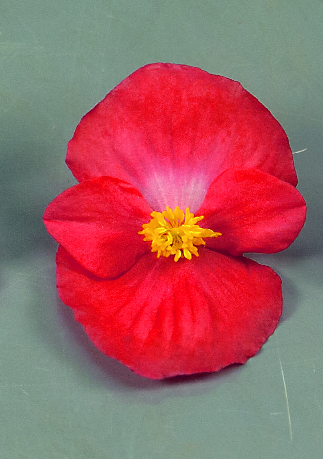 Begonia semperflorens F1 Sprint Plus Rot, pilliert