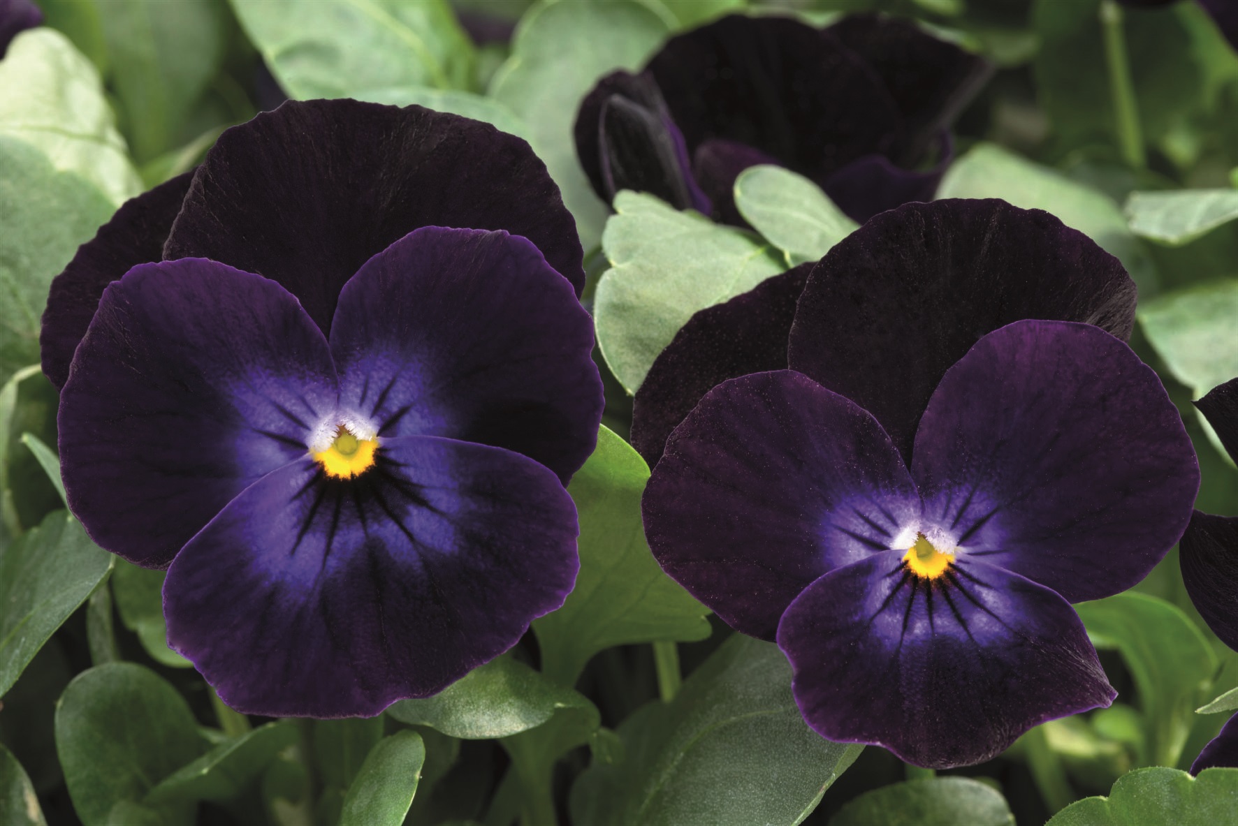 Viola cornuta F1 Admire Deep Purple Face